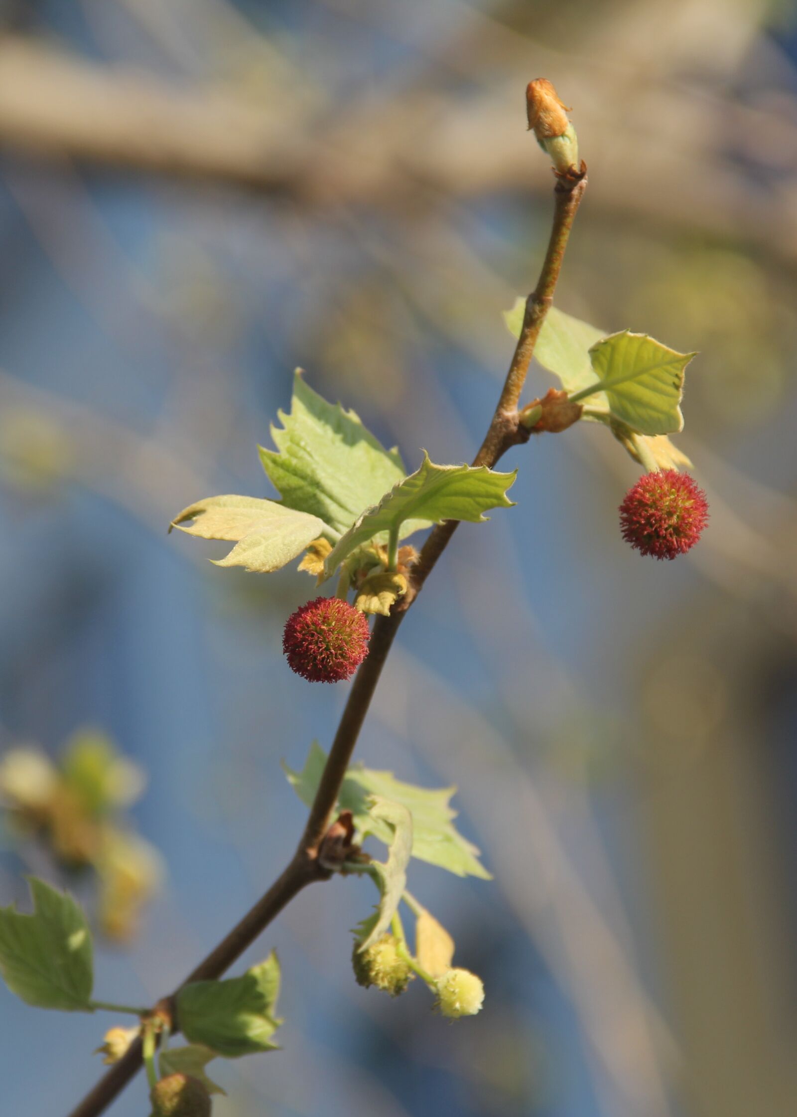Canon EOS 60D sample photo. Branch, sycamore, flower photography