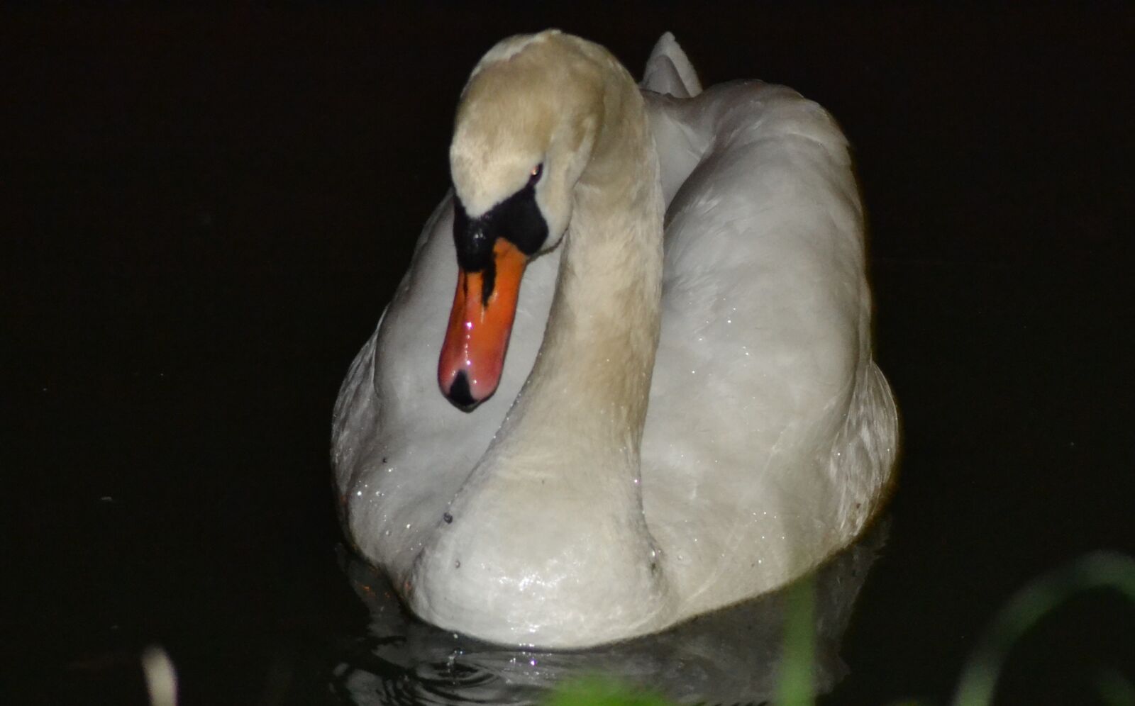 Nikon D3100 sample photo. Animal, nature, swan photography