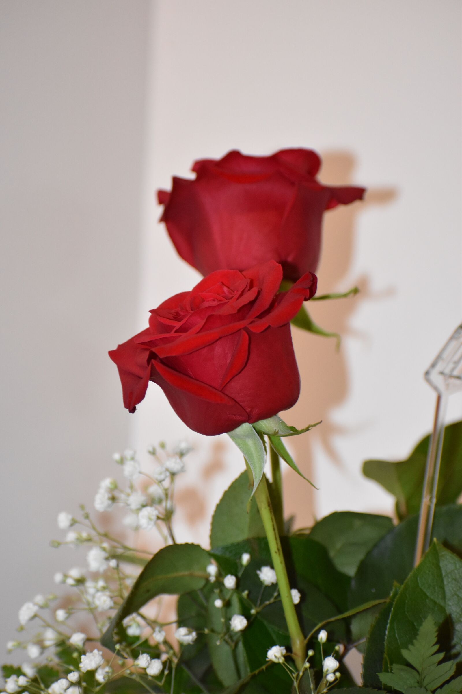 Nikon D5600 sample photo. Roses, love, flower photography
