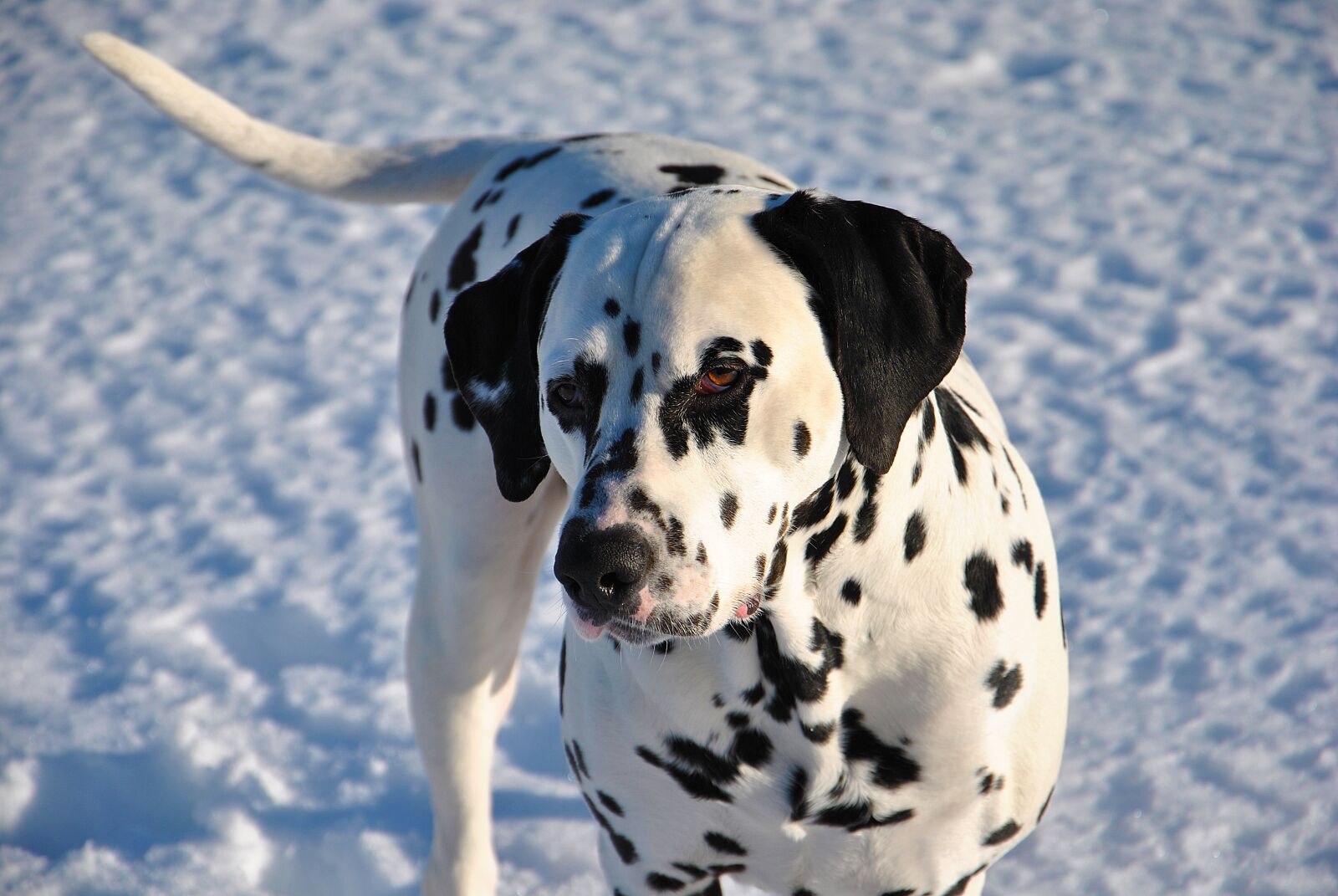 Nikon D3000 sample photo. Pet, dog, dalmatian photography