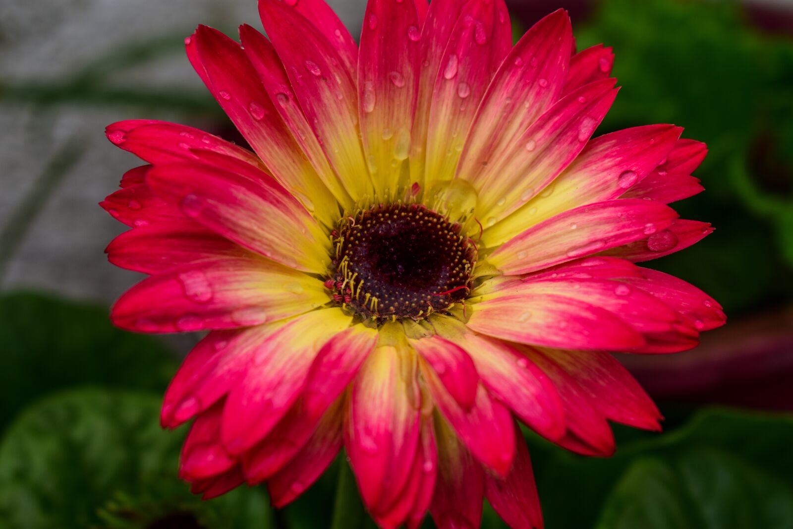 Nikon D3400 sample photo. Gérbela, rocio photography