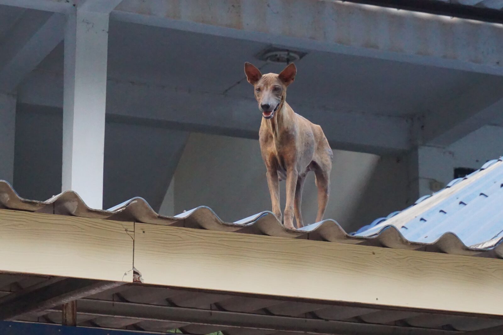 Sony E 16-50mm F3.5-5.6 PZ OSS sample photo. Dog, persistent, animals photography
