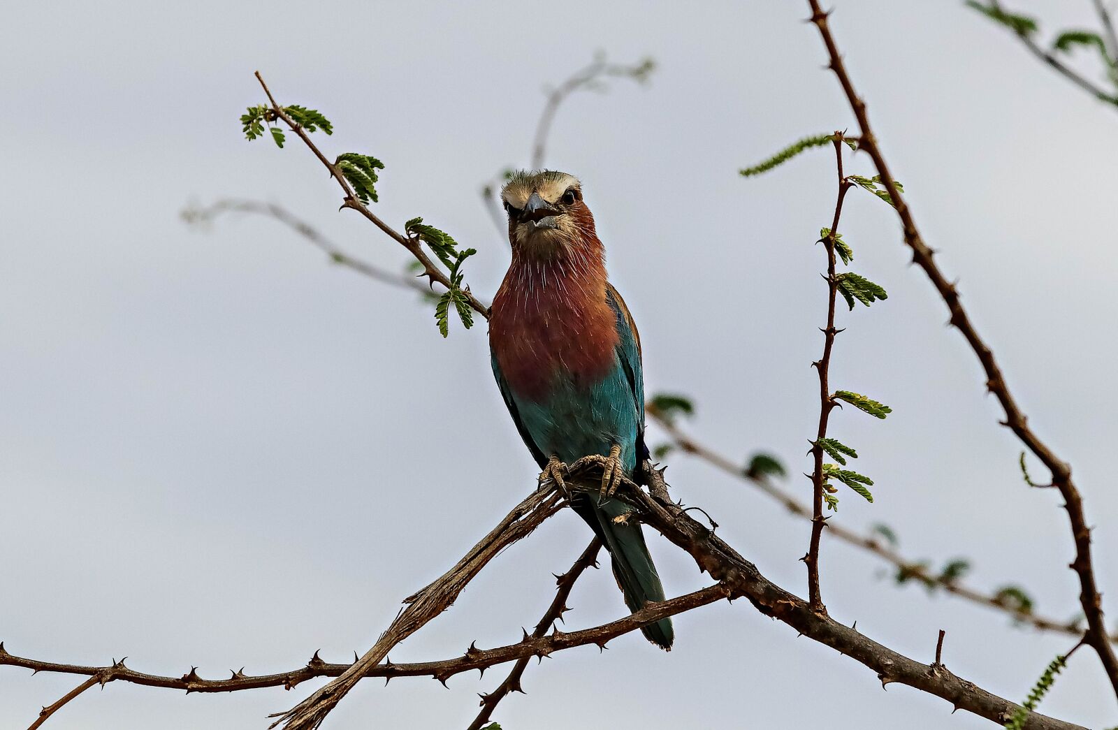 Canon EOS 80D sample photo. Africa, kenya, bird photography