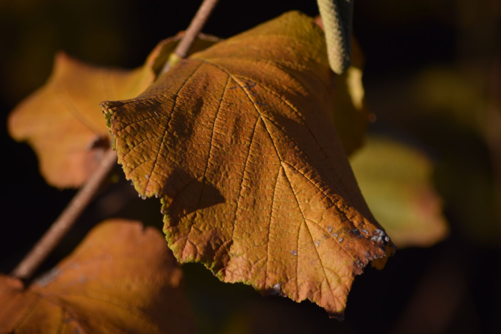 Nikon D5300 sample photo. Autumn, leaf, yellow photography