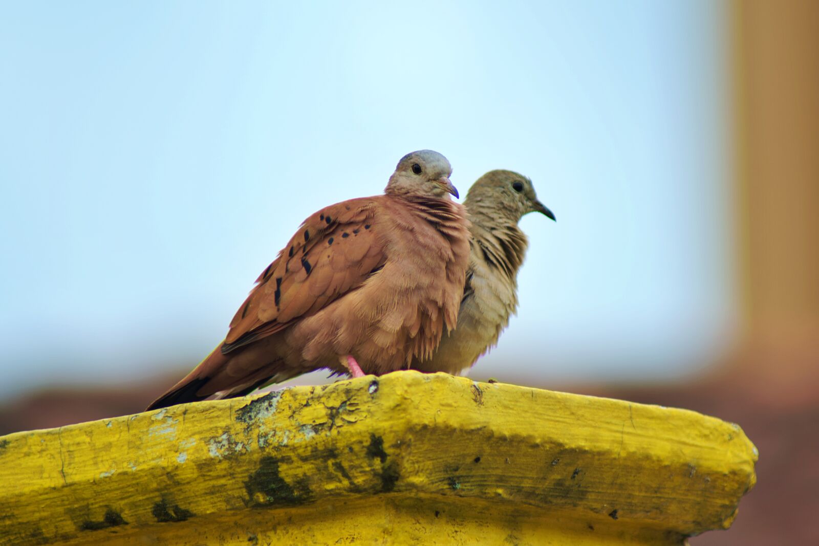 Nikon D7500 sample photo. Bird, urban, city photography