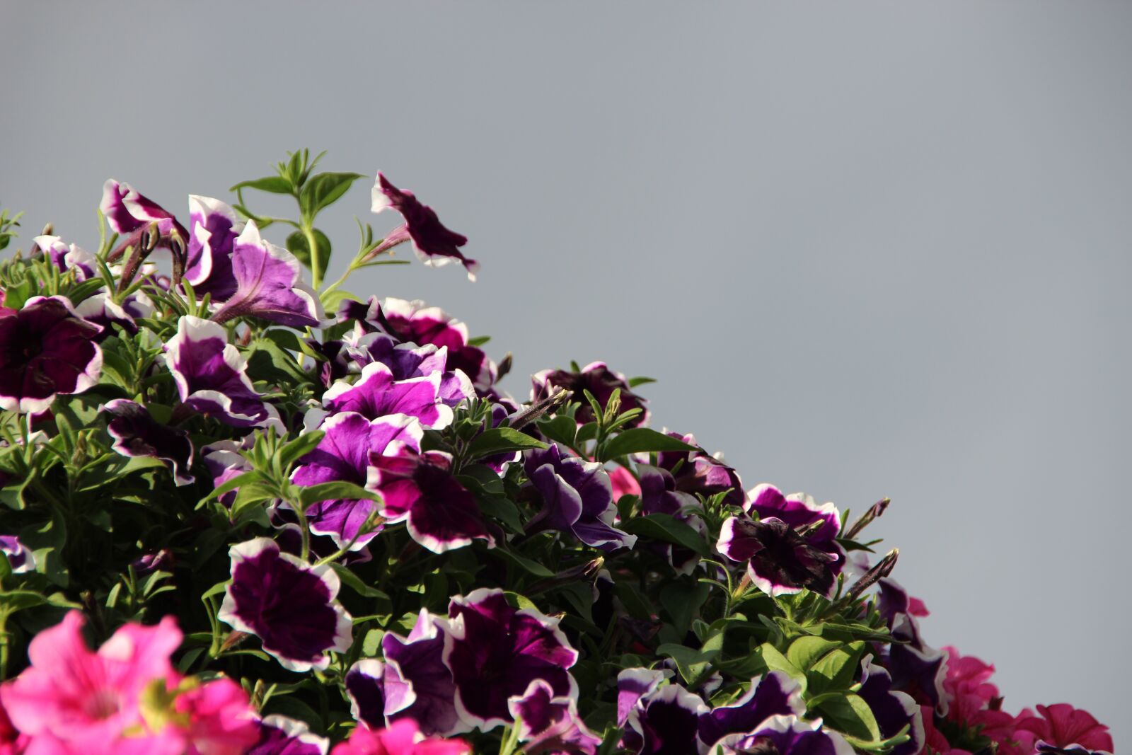 Canon EOS 600D (Rebel EOS T3i / EOS Kiss X5) sample photo. Flowers, purple, pink photography