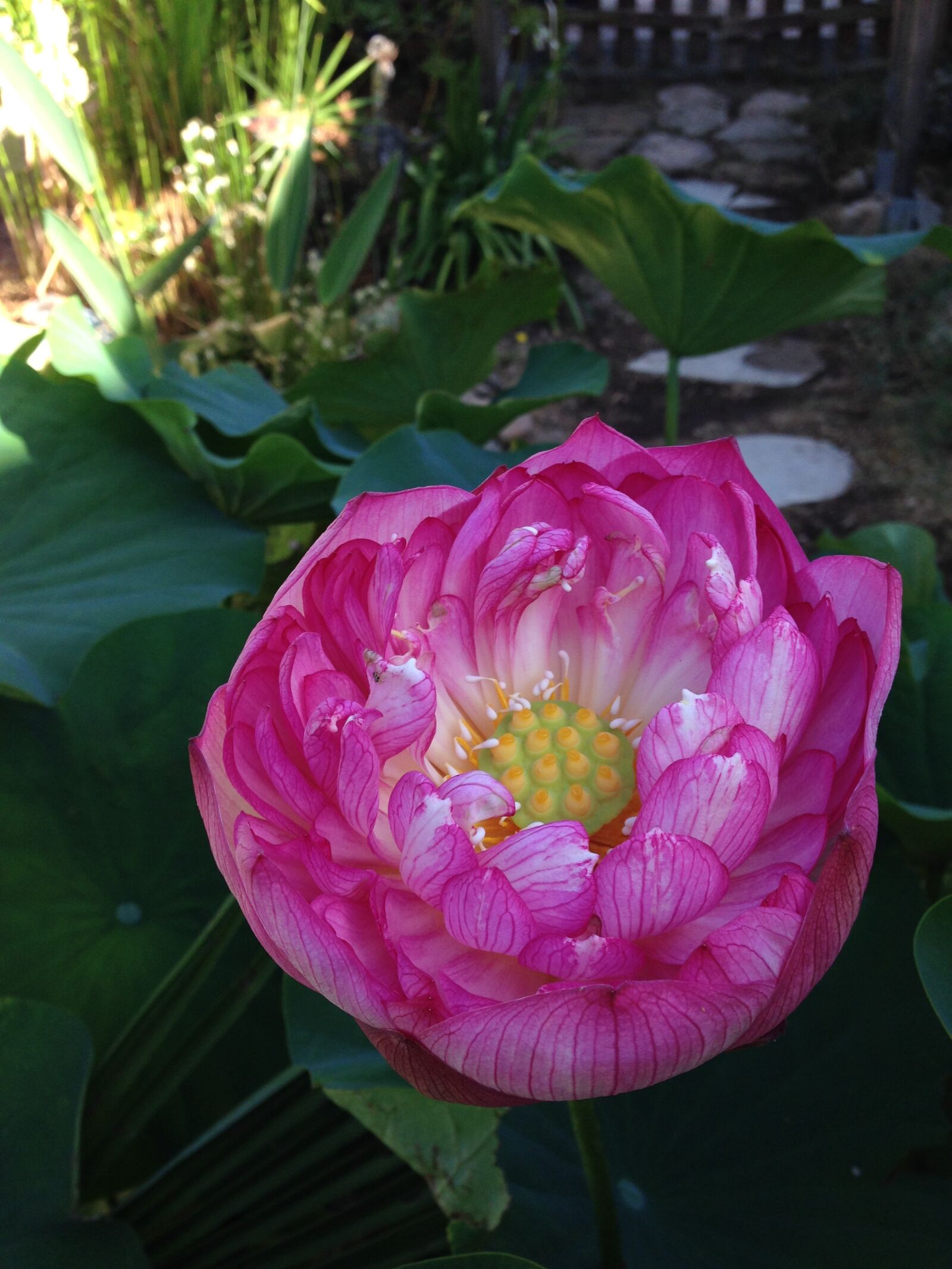 iPhone 5 back camera 4.12mm f/2.4 sample photo. Lotus, two days, aquatic photography