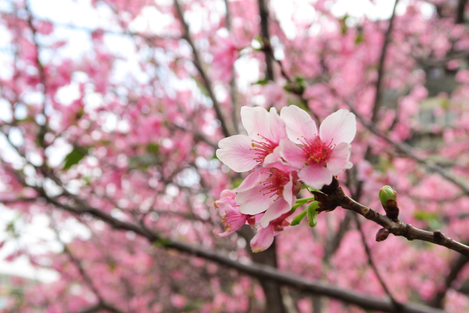 Canon PowerShot G7 X sample photo. Flower, cherry wood, branch photography
