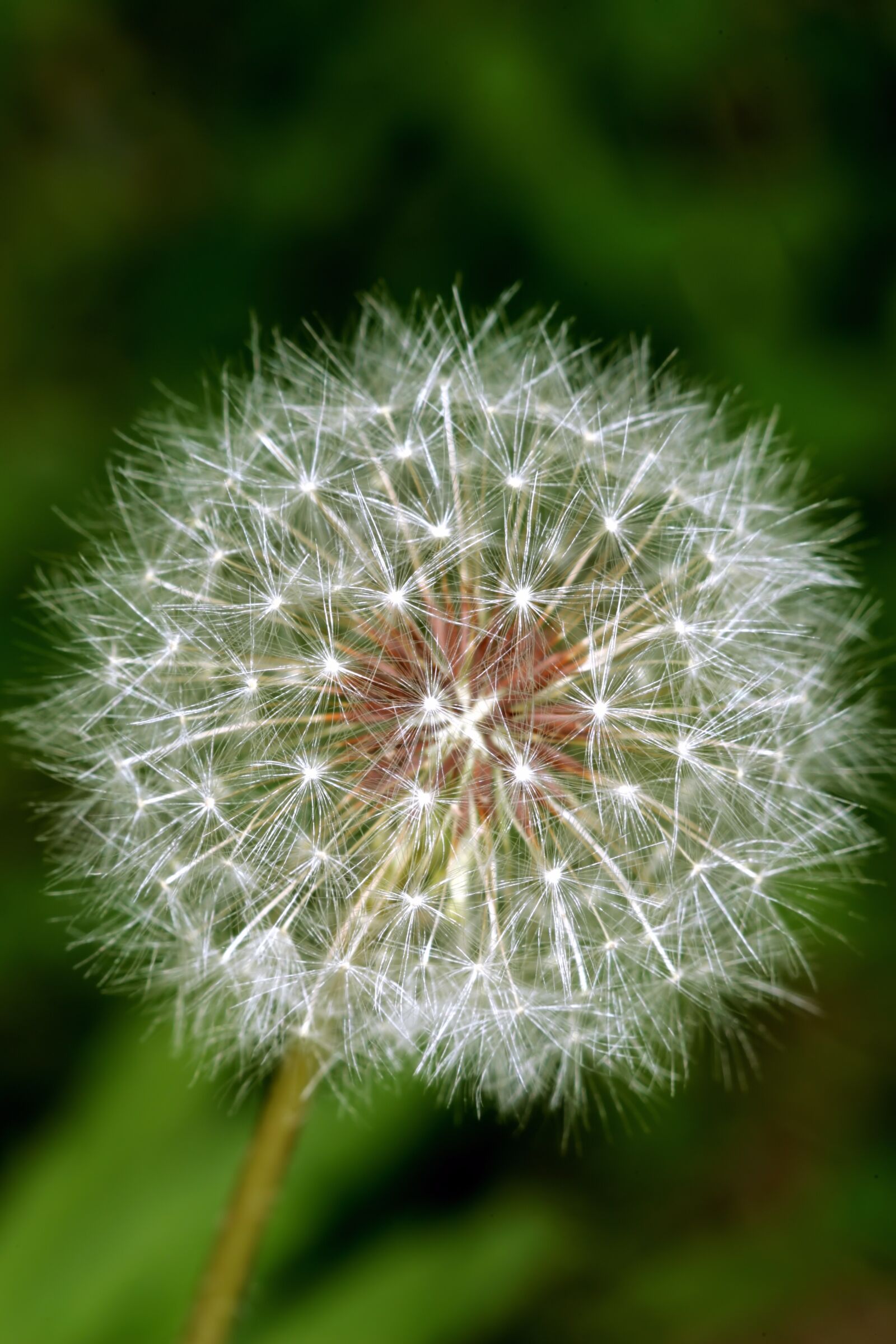 Canon EOS-1D Mark II sample photo. Dandelion spores, dandelion, plants photography