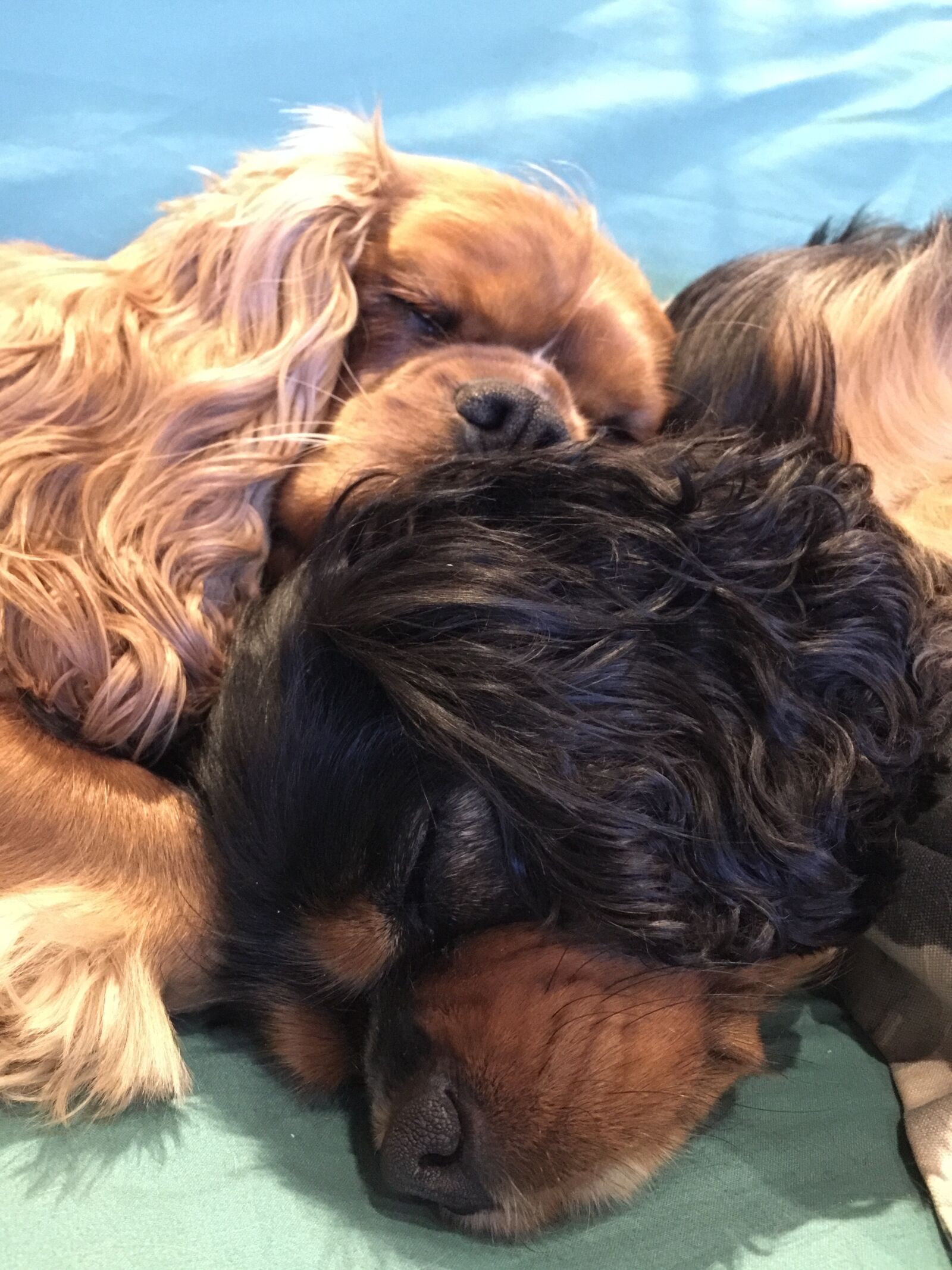 iPhone 6 Plus back camera 4.15mm f/2.2 sample photo. Sleeping dogs, cavalier king photography