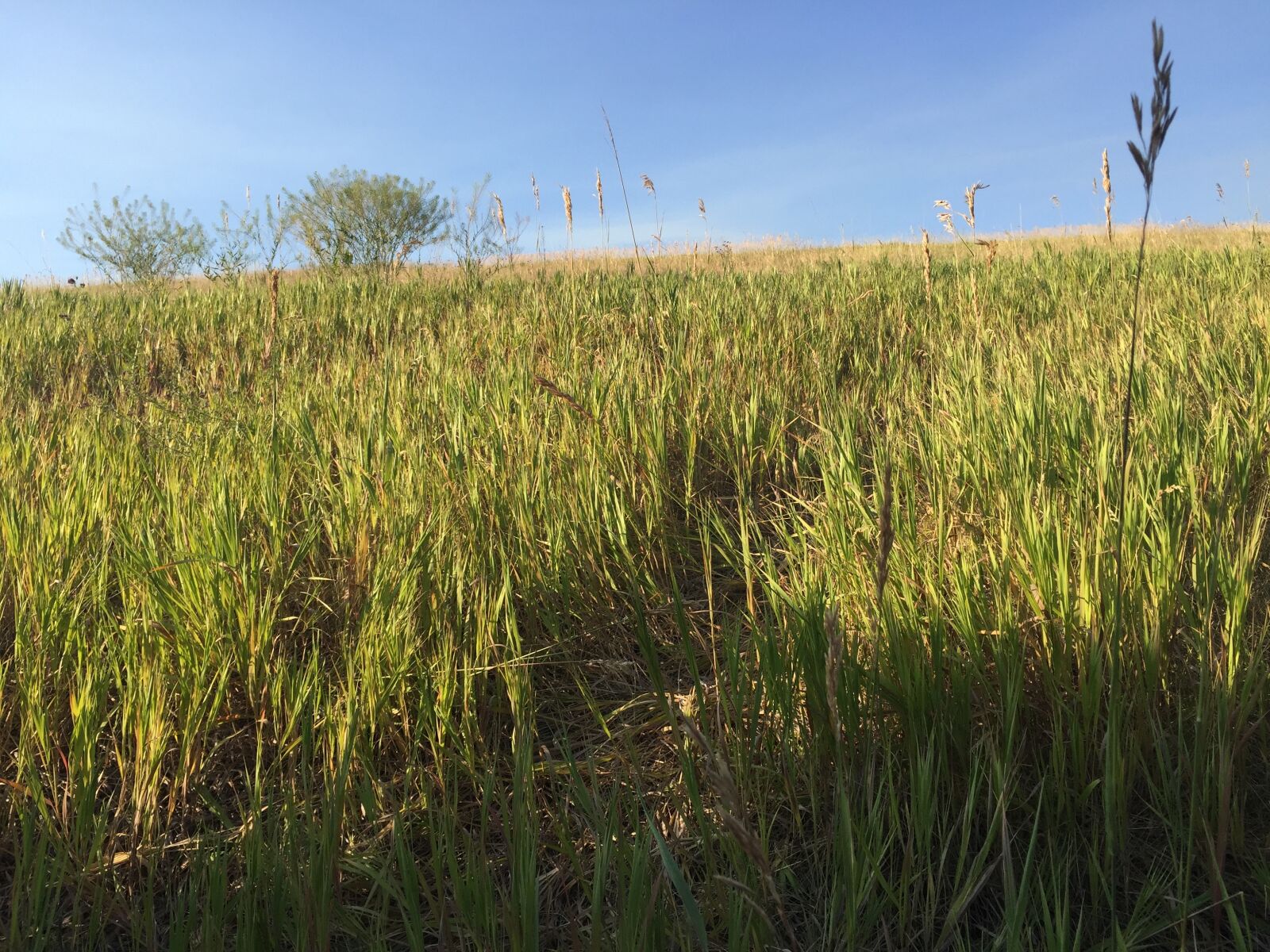 iPhone 6 Plus back camera 4.15mm f/2.2 sample photo. Field, grass, tree photography