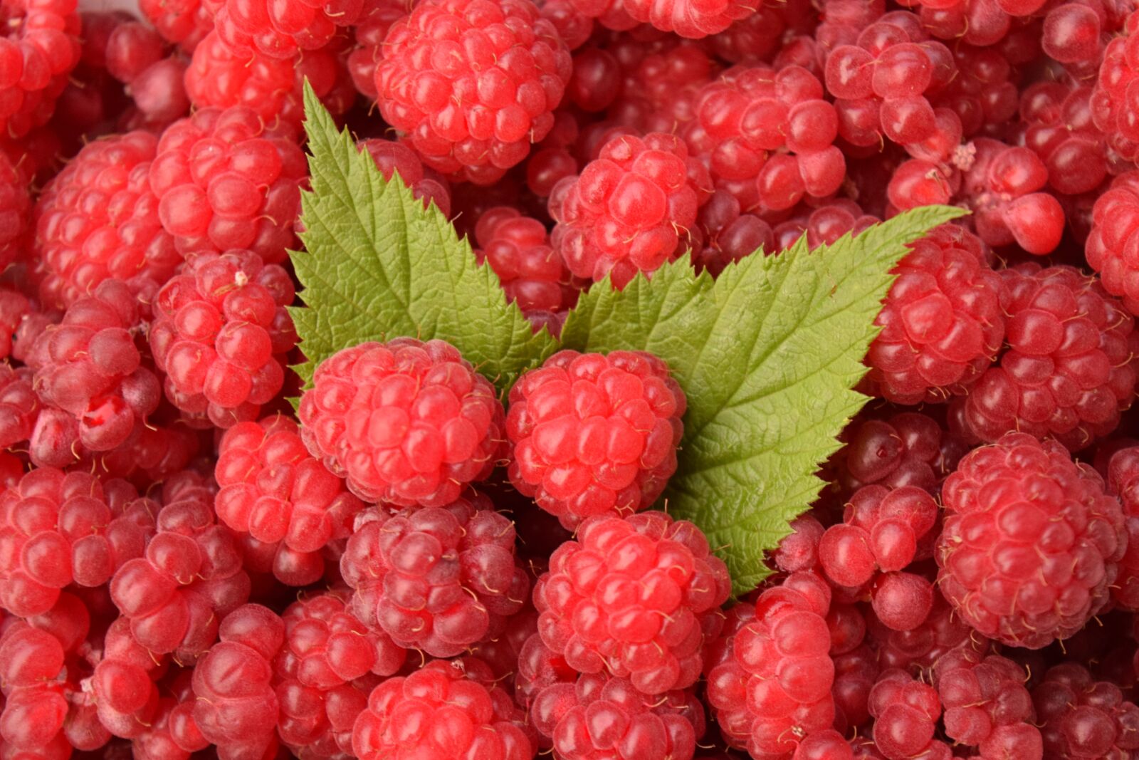 Nikon D3300 sample photo. Raspberries, background, red photography