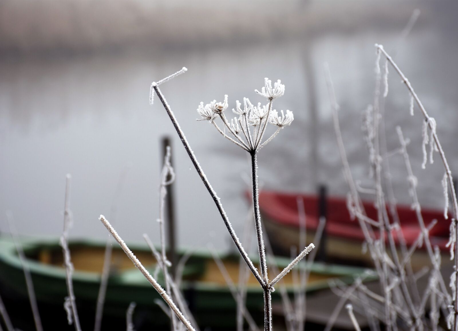 Nikon D7200 sample photo. Frost, winter, dreams photography