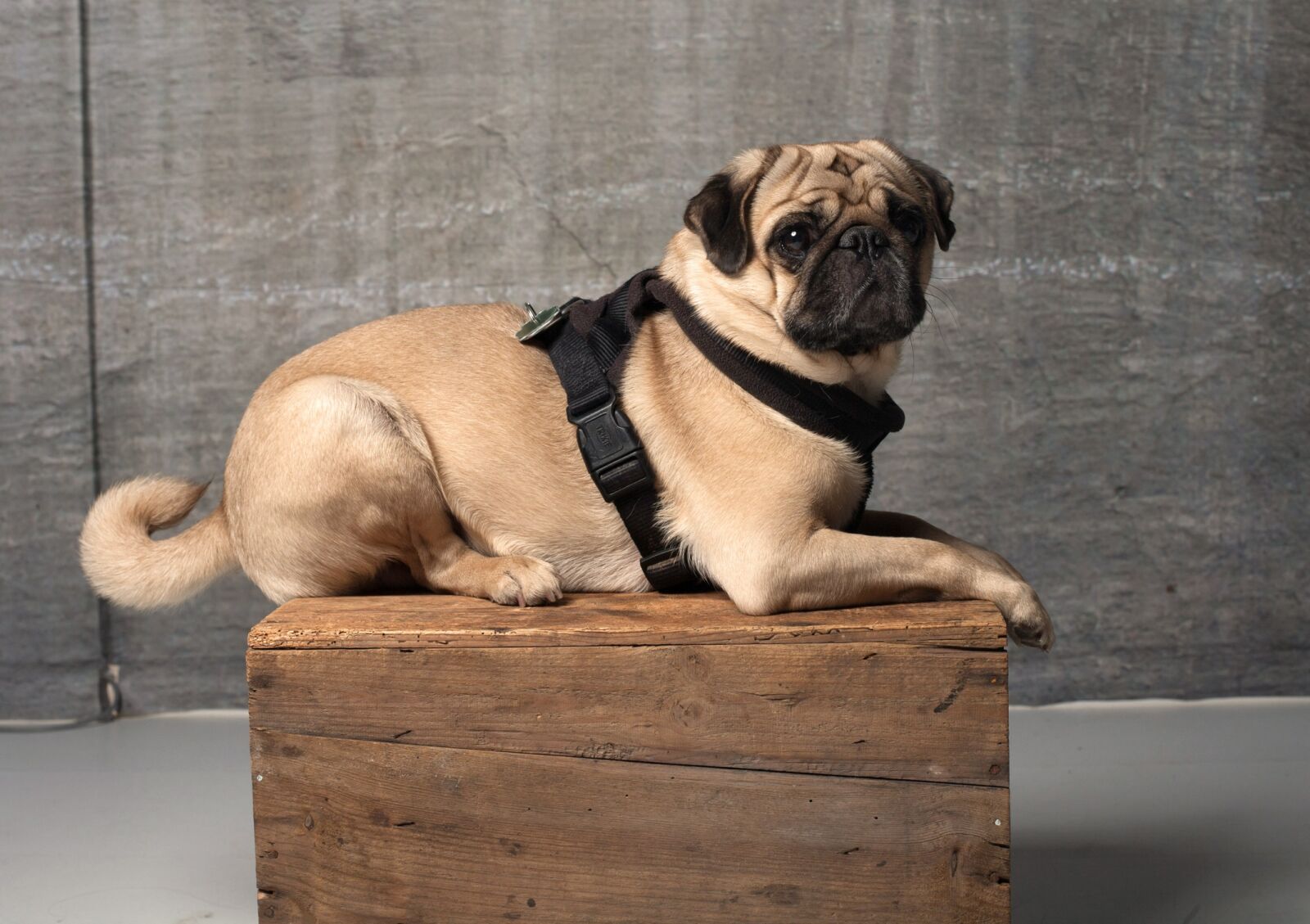 Canon EOS-1Ds Mark II sample photo. Pug, dog, cute photography