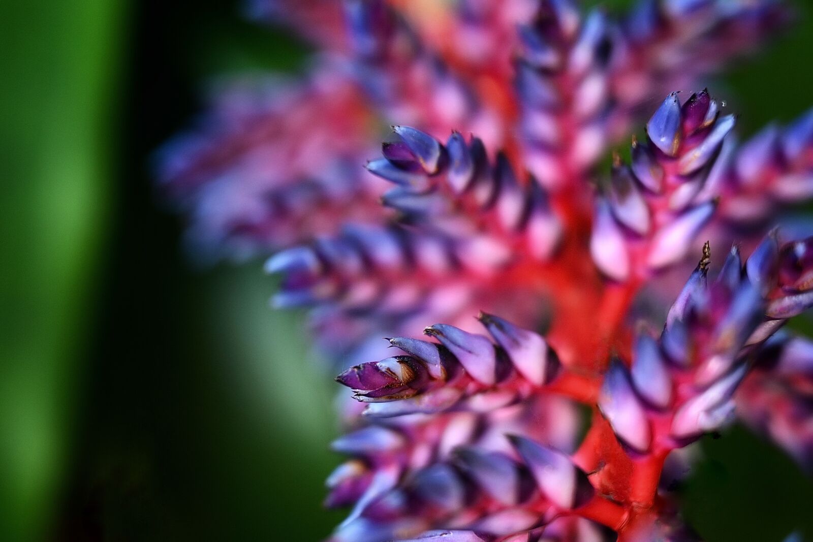 Nikon Nikkor Z 24-70mm F2.8 S sample photo. Aechmea, bromeliad, flower photography