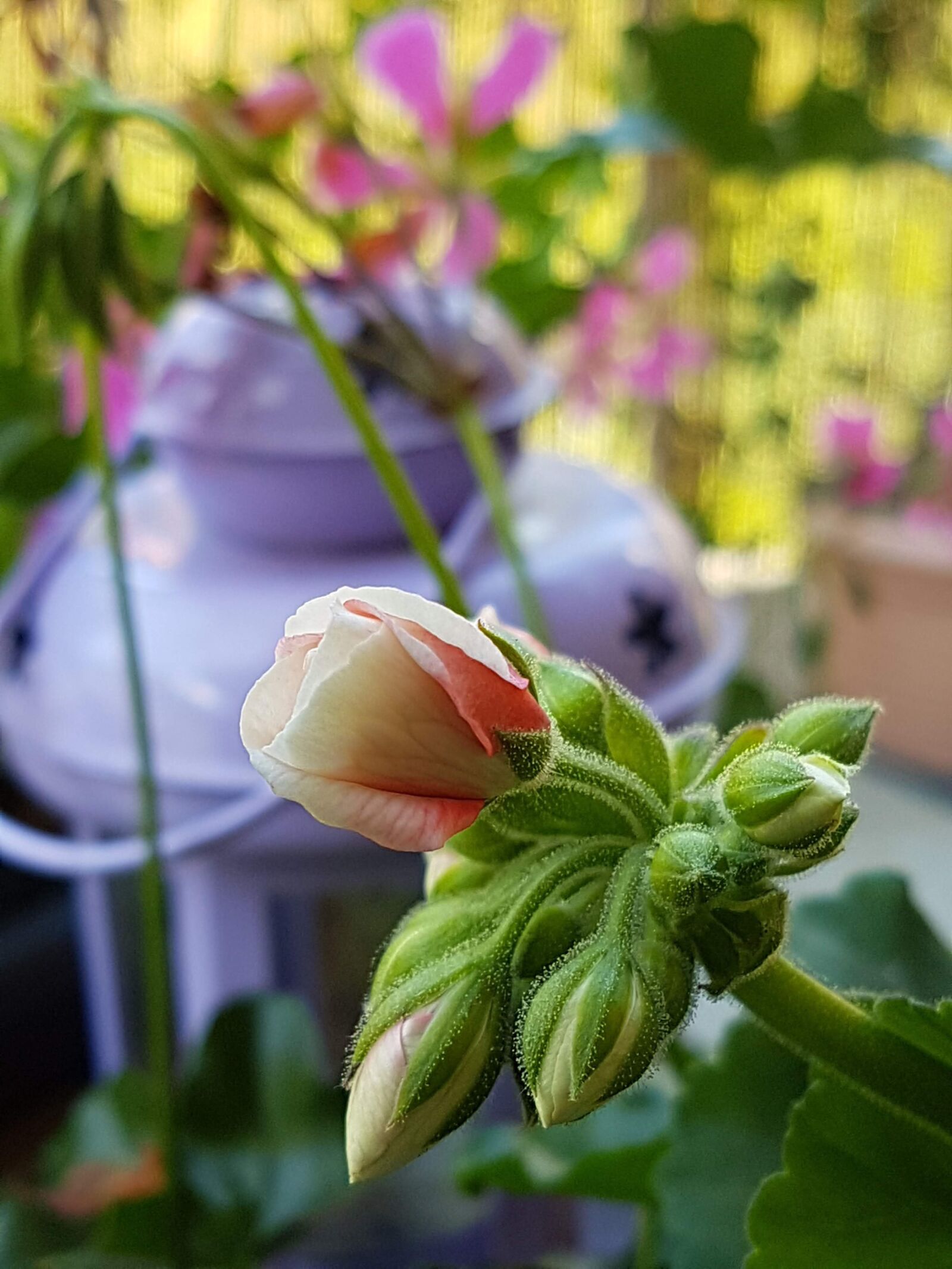 Samsung Galaxy S7 sample photo. Flower, pink, roses photography