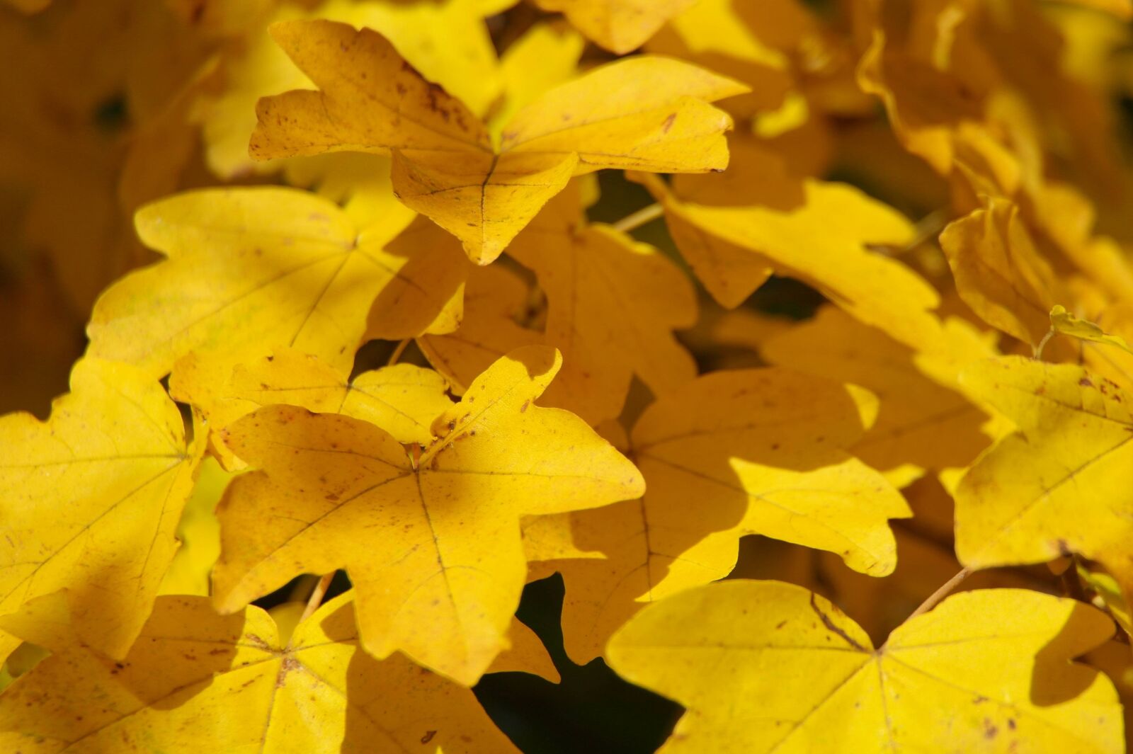 Samsung NX11 sample photo. Autumn, yellow, leaves photography
