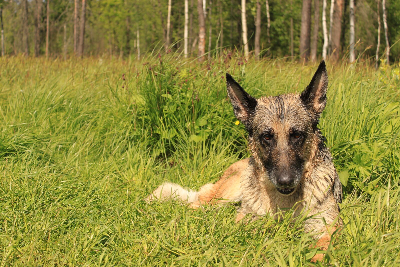 Canon EOS 500D (EOS Rebel T1i / EOS Kiss X3) sample photo. German shepherd, shepherd, dog photography