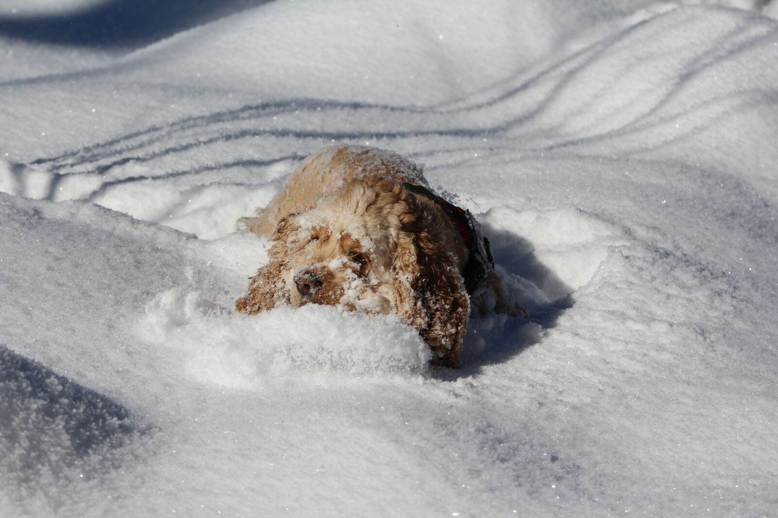 Canon EOS 1200D (EOS Rebel T5 / EOS Kiss X70 / EOS Hi) sample photo. Dog in the snow photography