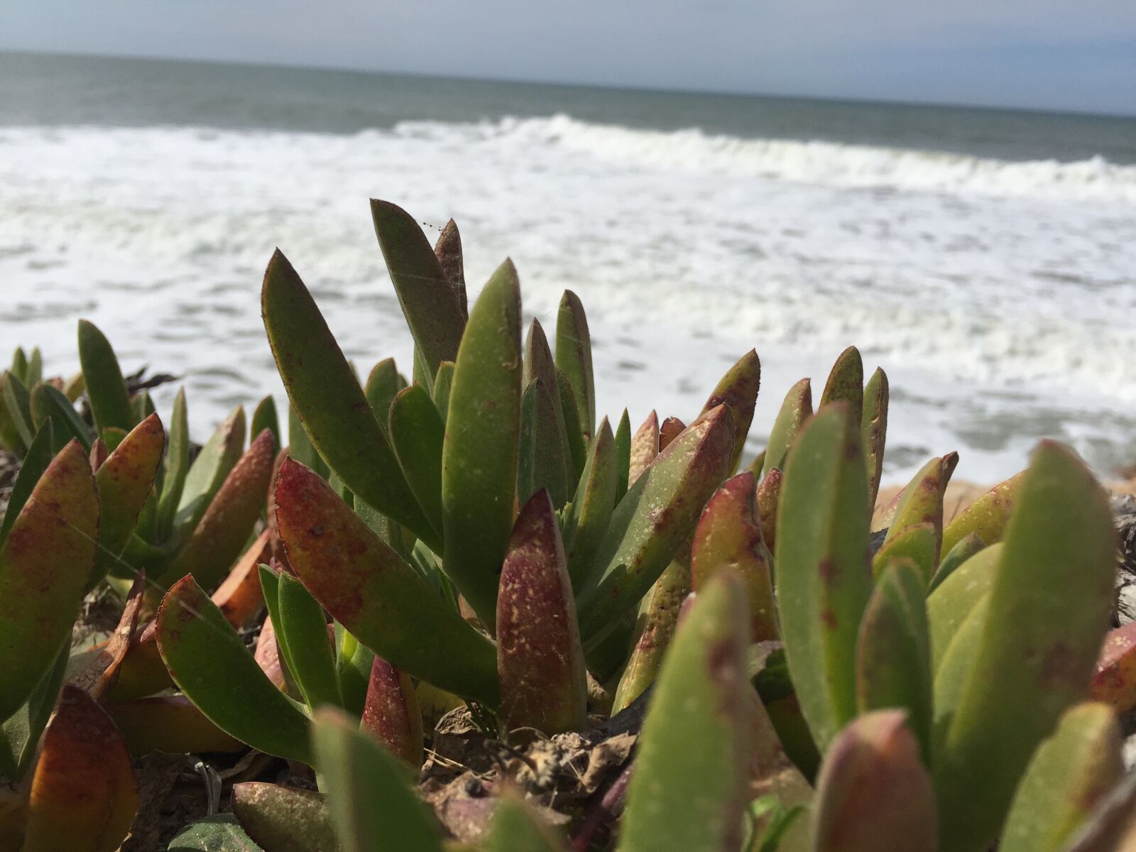 iPhone 6 back camera 4.15mm f/2.2 sample photo. Aquatic, plants photography