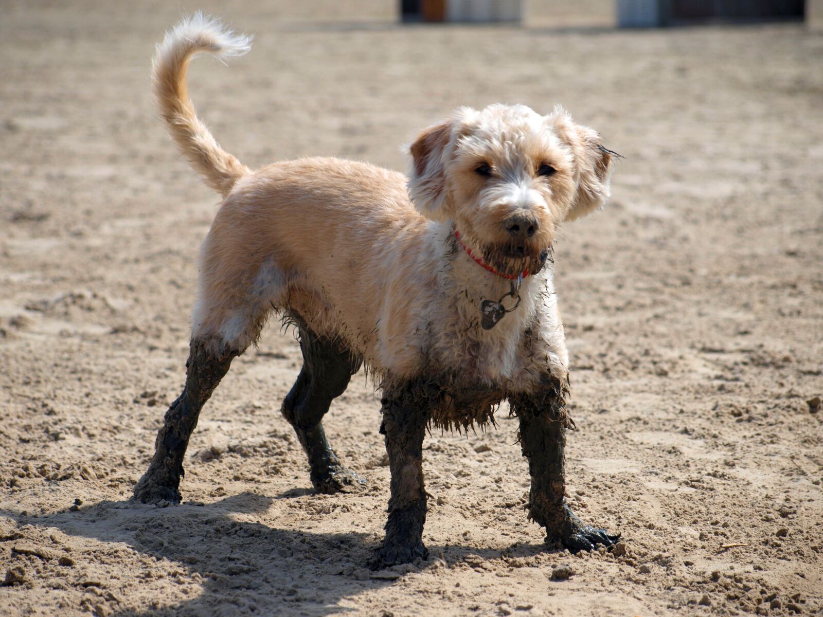 Olympus E-420 (EVOLT E-420) sample photo. Dog, beach, mud photography