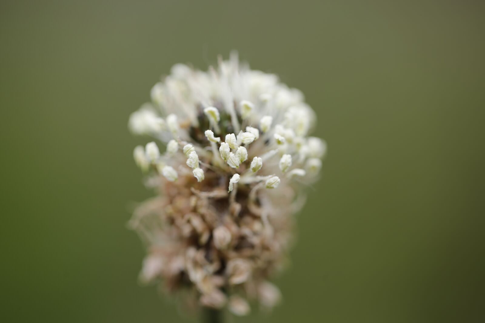 Canon EF 100mm F2.8L Macro IS USM sample photo. Grass, halm, meadow photography