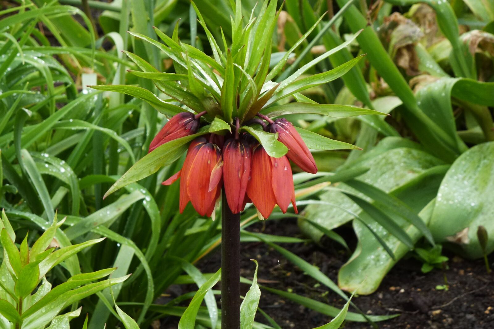 Panasonic Lumix DMC-ZS10 (Lumix DMC-TZ20 / Lumix DMC-TZ22) sample photo. Flower, garden, cotswold photography