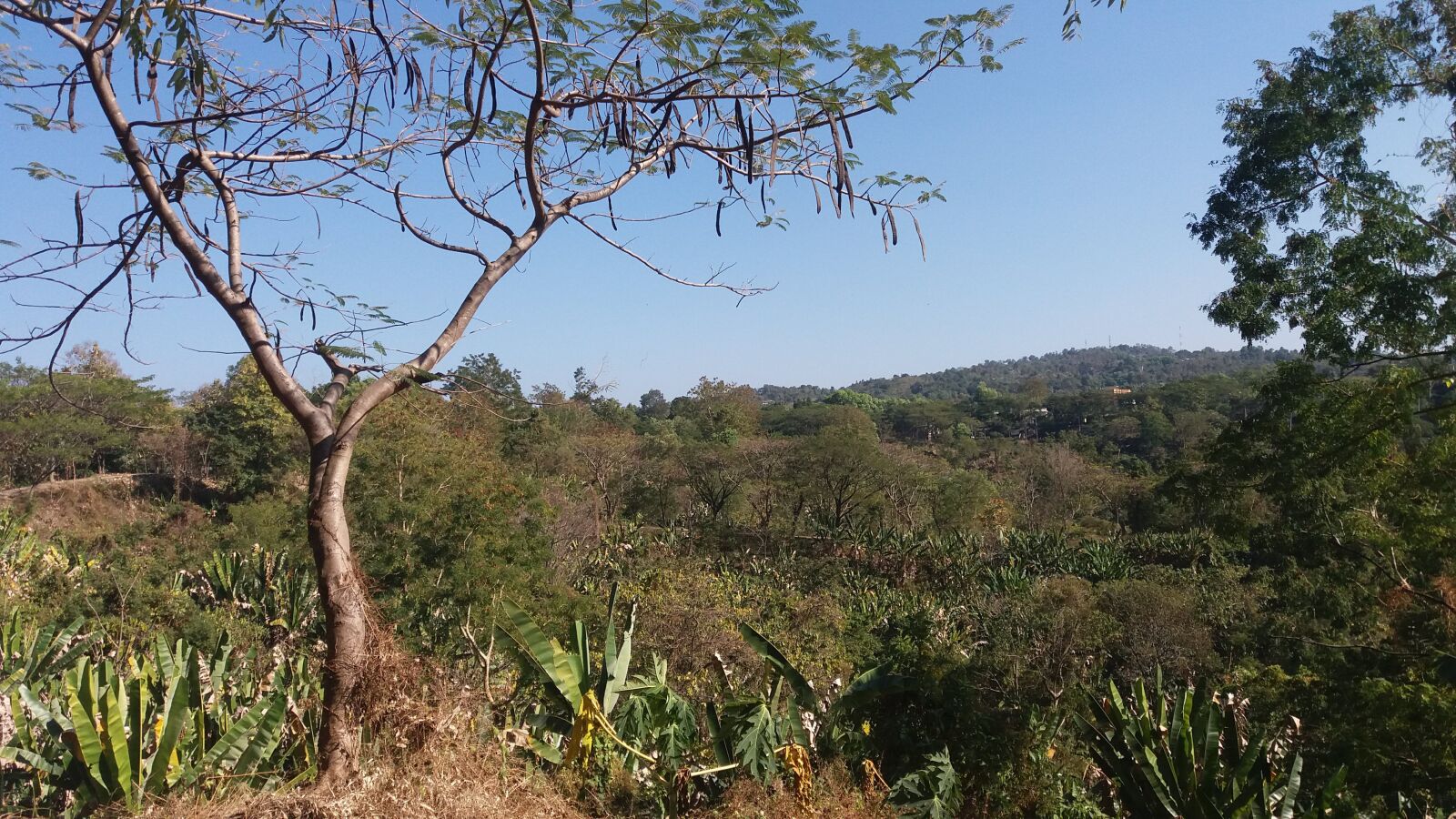 Samsung Galaxy J5 sample photo. Trees, hills, nature photography