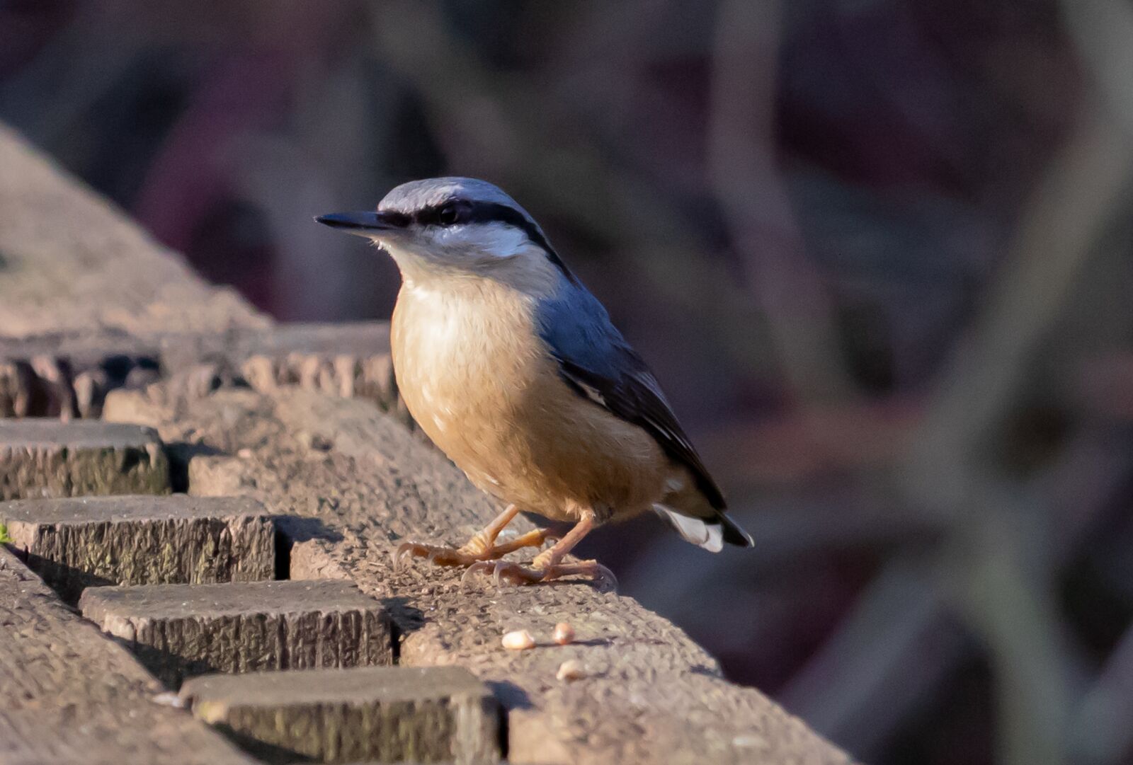 Canon EOS 7D Mark II sample photo. Nuthatch, blue, tree bird photography