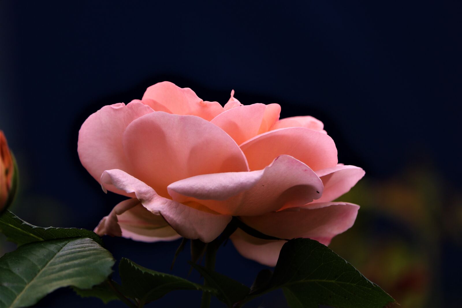 Canon EOS 750D (EOS Rebel T6i / EOS Kiss X8i) sample photo. Roses, garden, flower photography