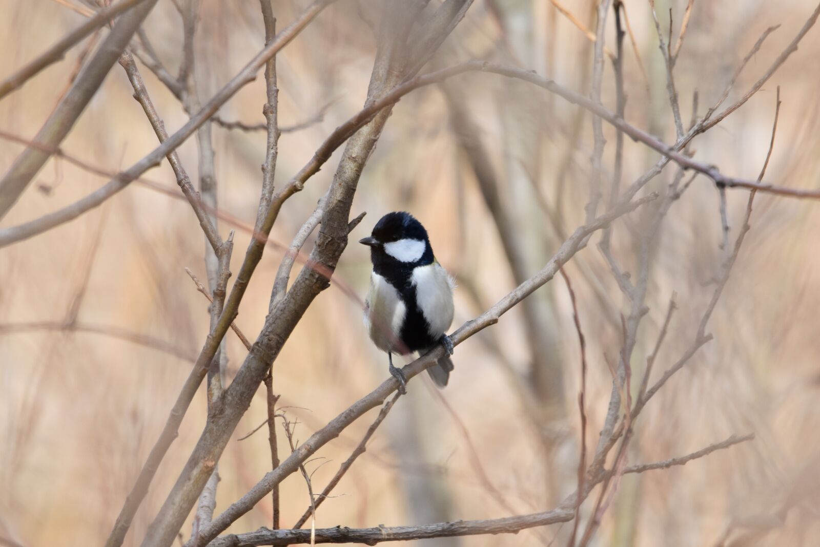 Nikon D7200 sample photo. Animal, forest, wood photography