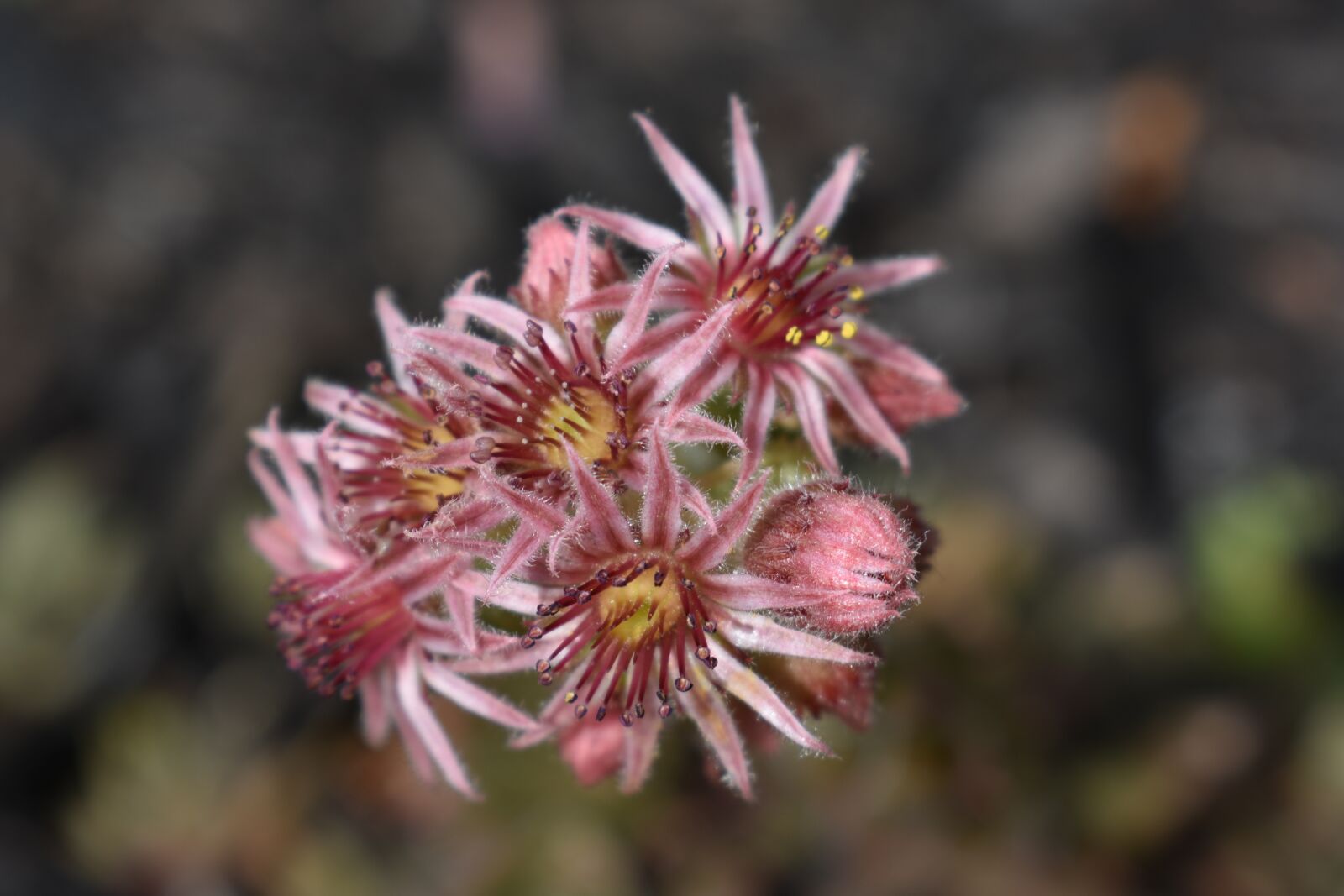 Nikon D3400 sample photo. Flower, pink, plant photography