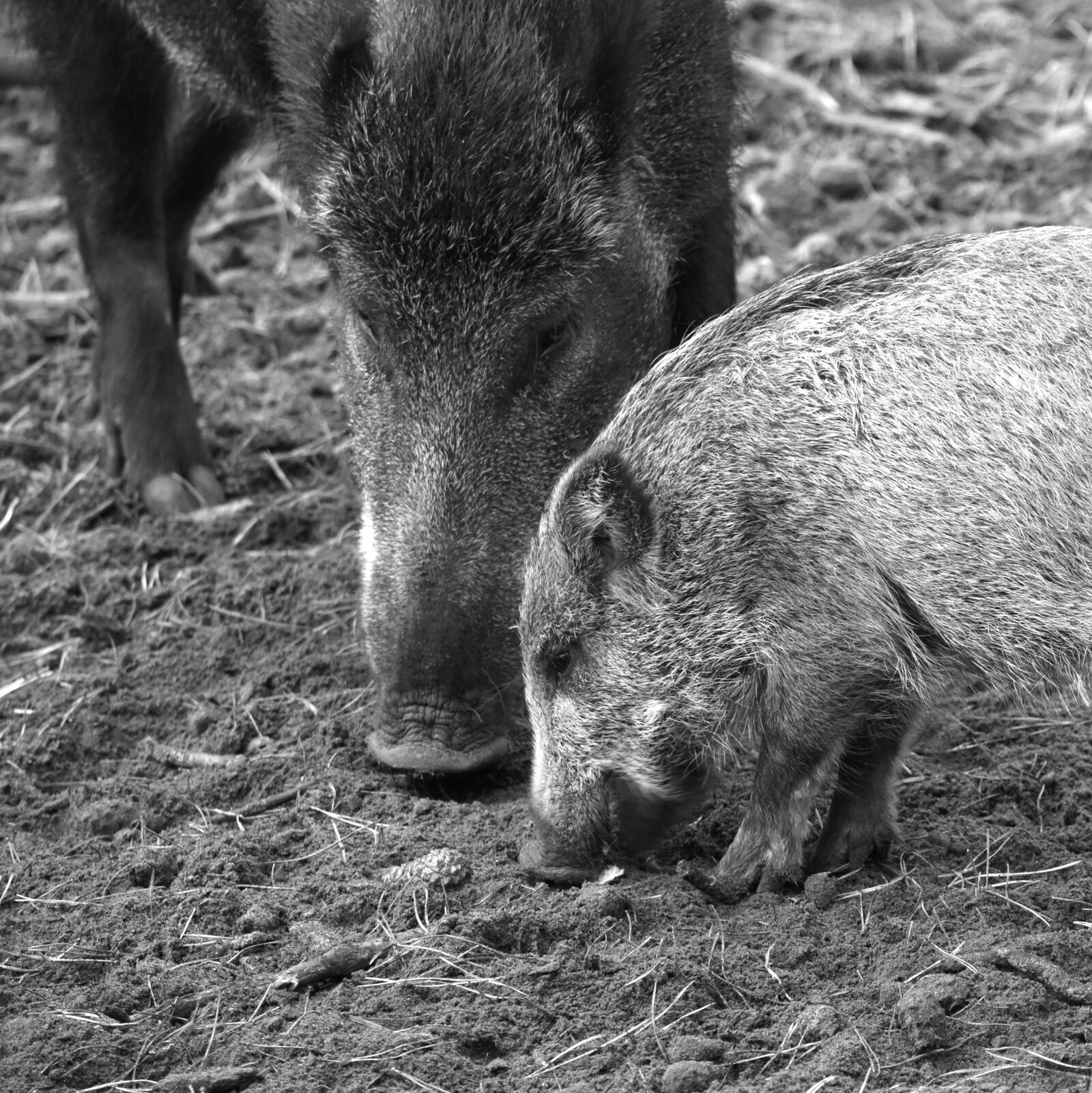 Nikon D7200 sample photo. Wild boar, animal, nature photography