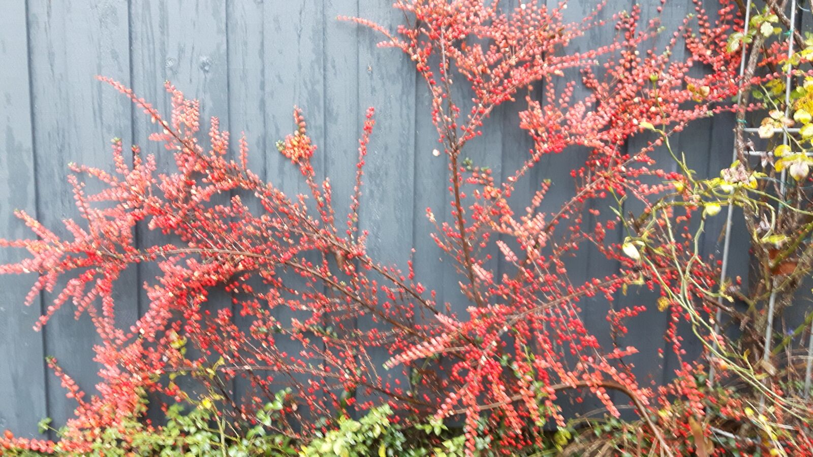 Samsung Galaxy S5 Neo sample photo. Shrub, red, garden photography