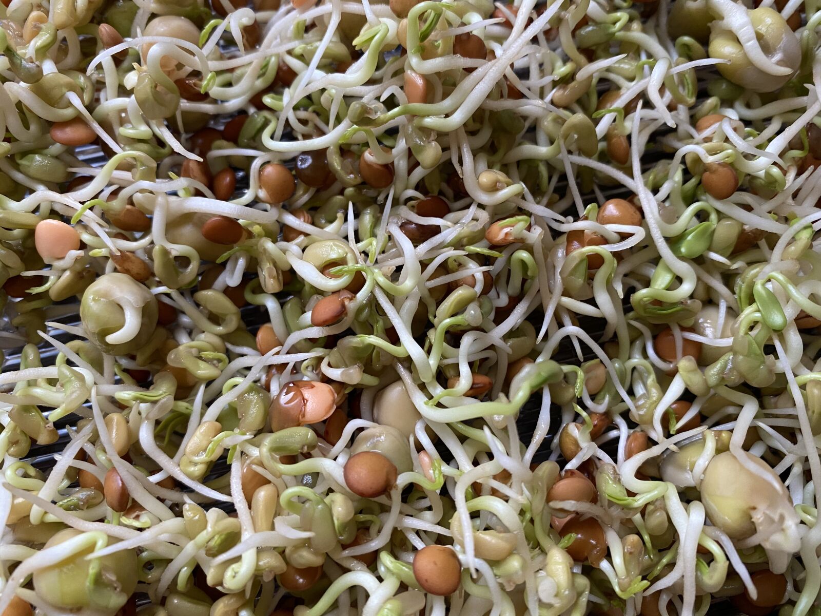 Apple iPhone 11 sample photo. Seedlings, seeds photography