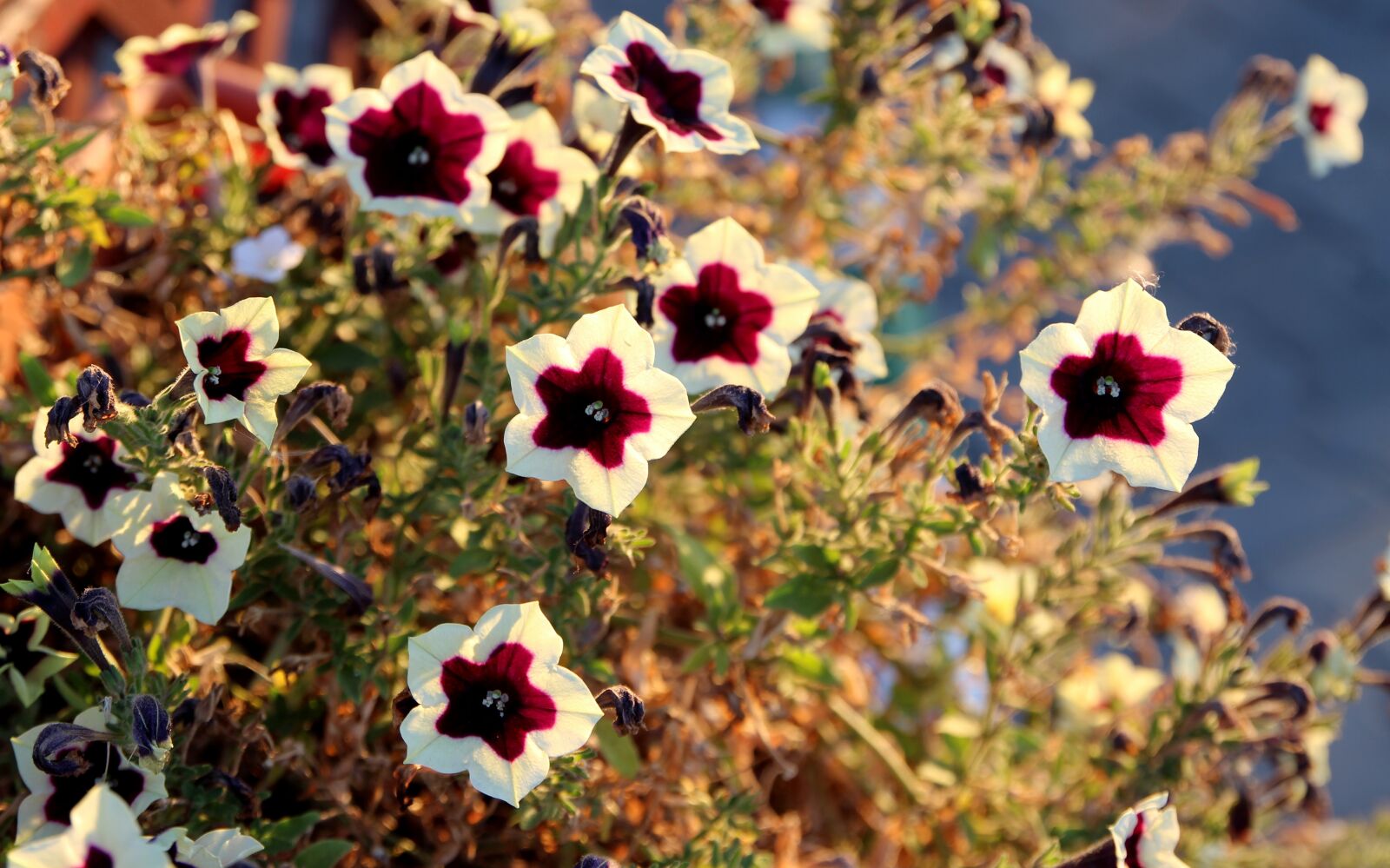 Canon EOS 700D (EOS Rebel T5i / EOS Kiss X7i) sample photo. Petunia, flower, garnet-red photography