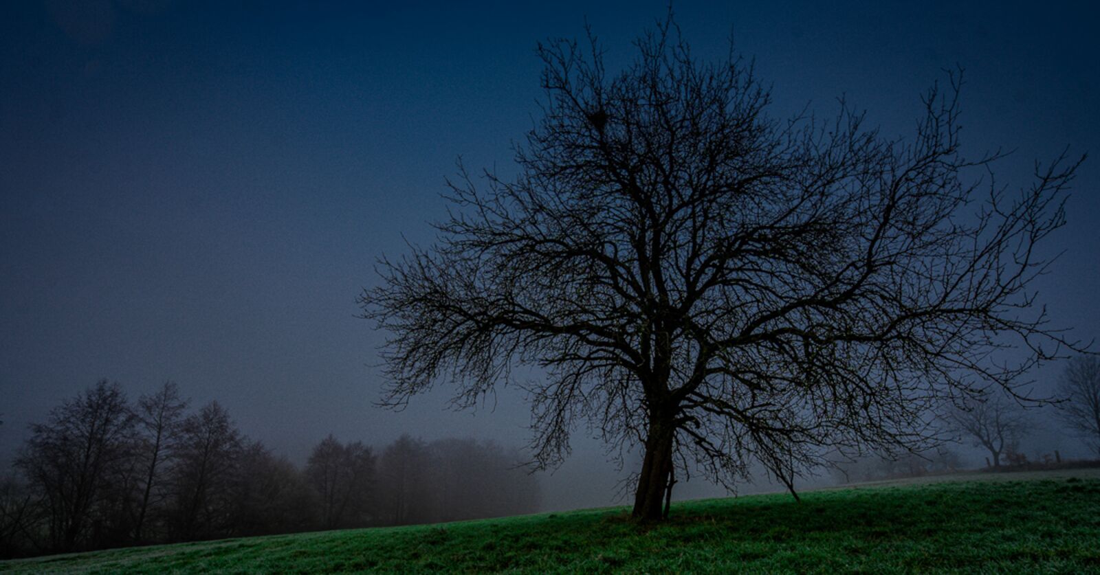 Sony a7 III + Sony Vario-Tessar T* FE 16-35mm F4 ZA OSS sample photo. Tree, fog, forest photography