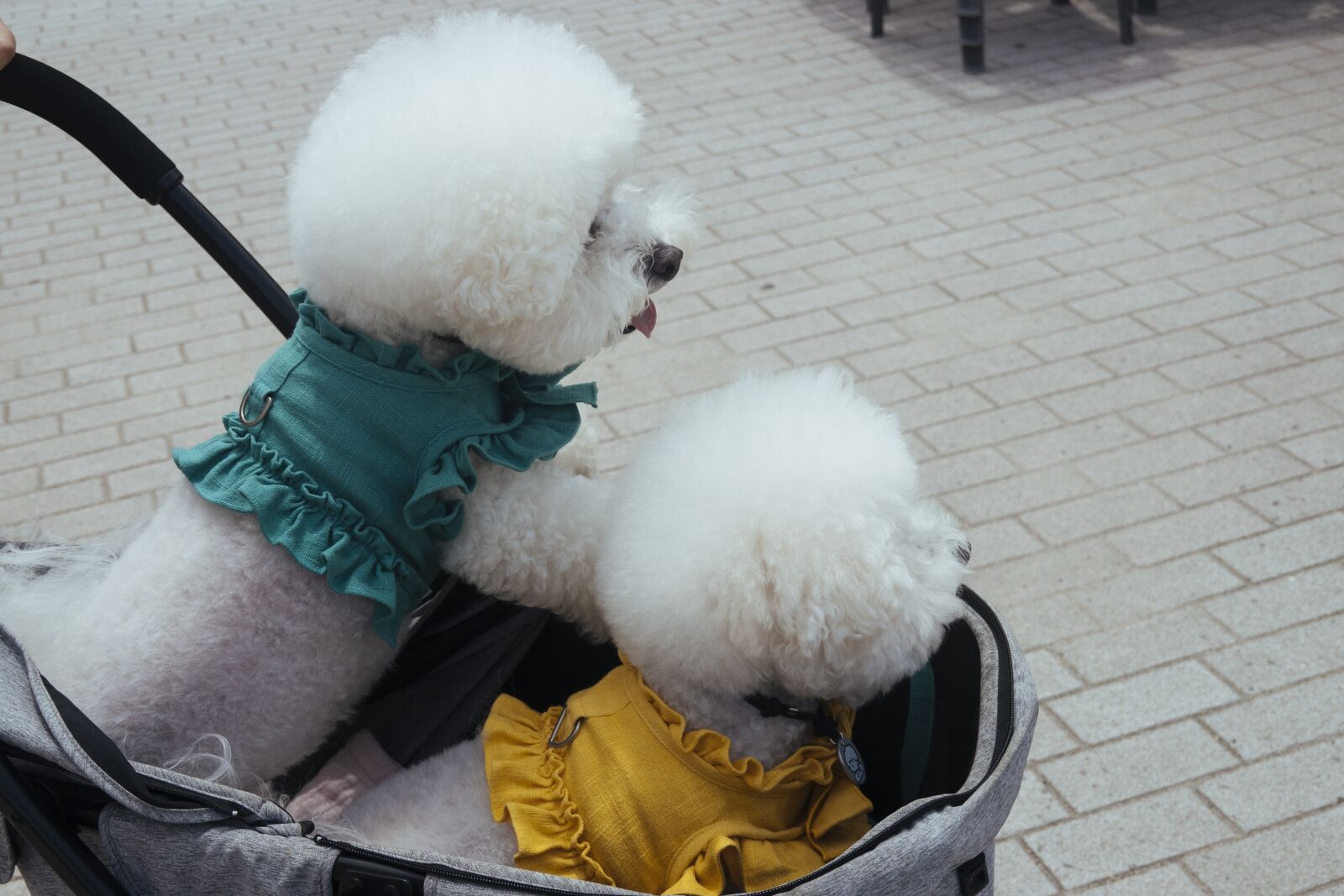 Sony DSC-RX100M7 sample photo. Puppy, animal, little photography