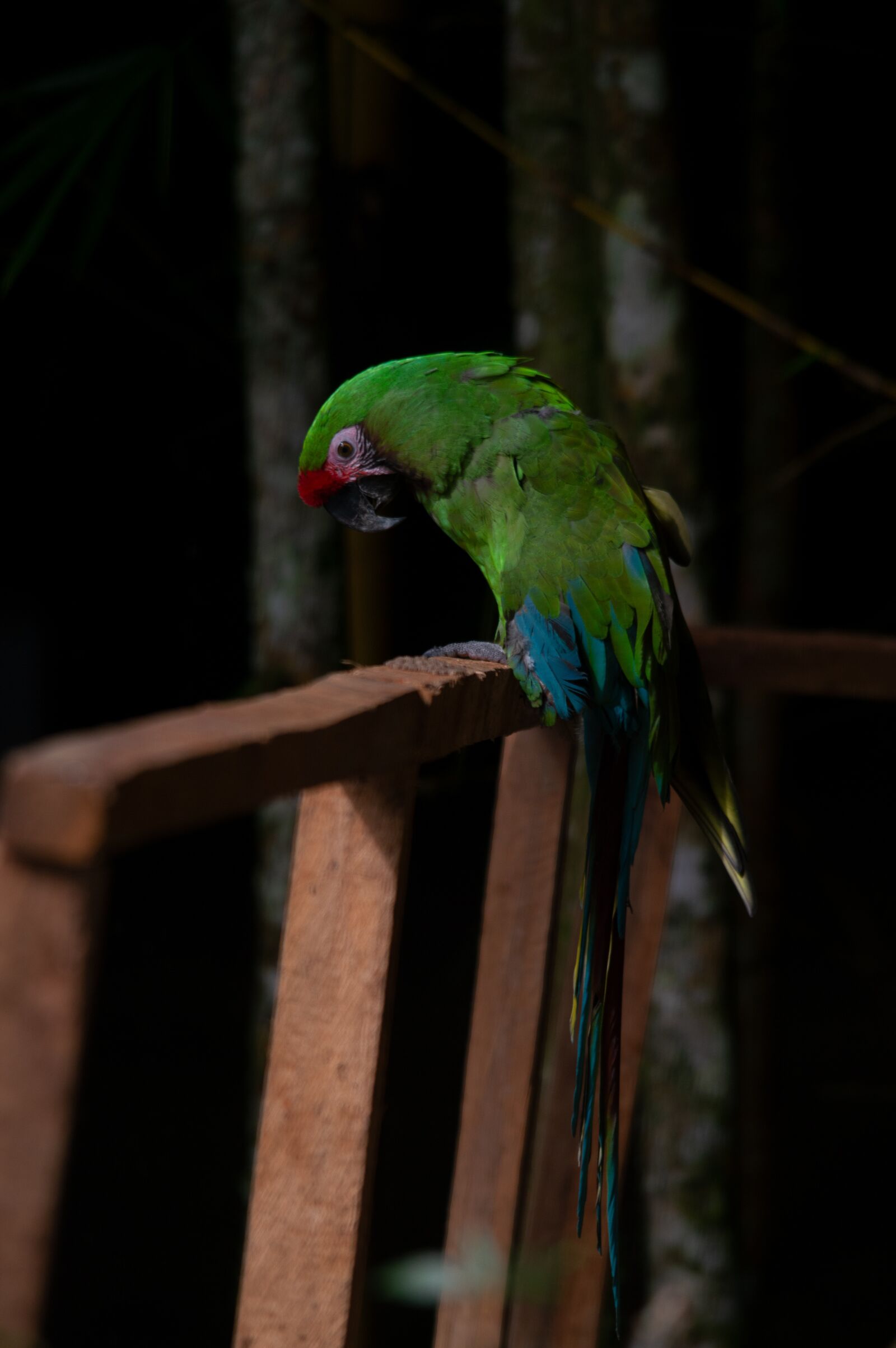 Nikon D3200 sample photo. Parrot, nature, animal photography