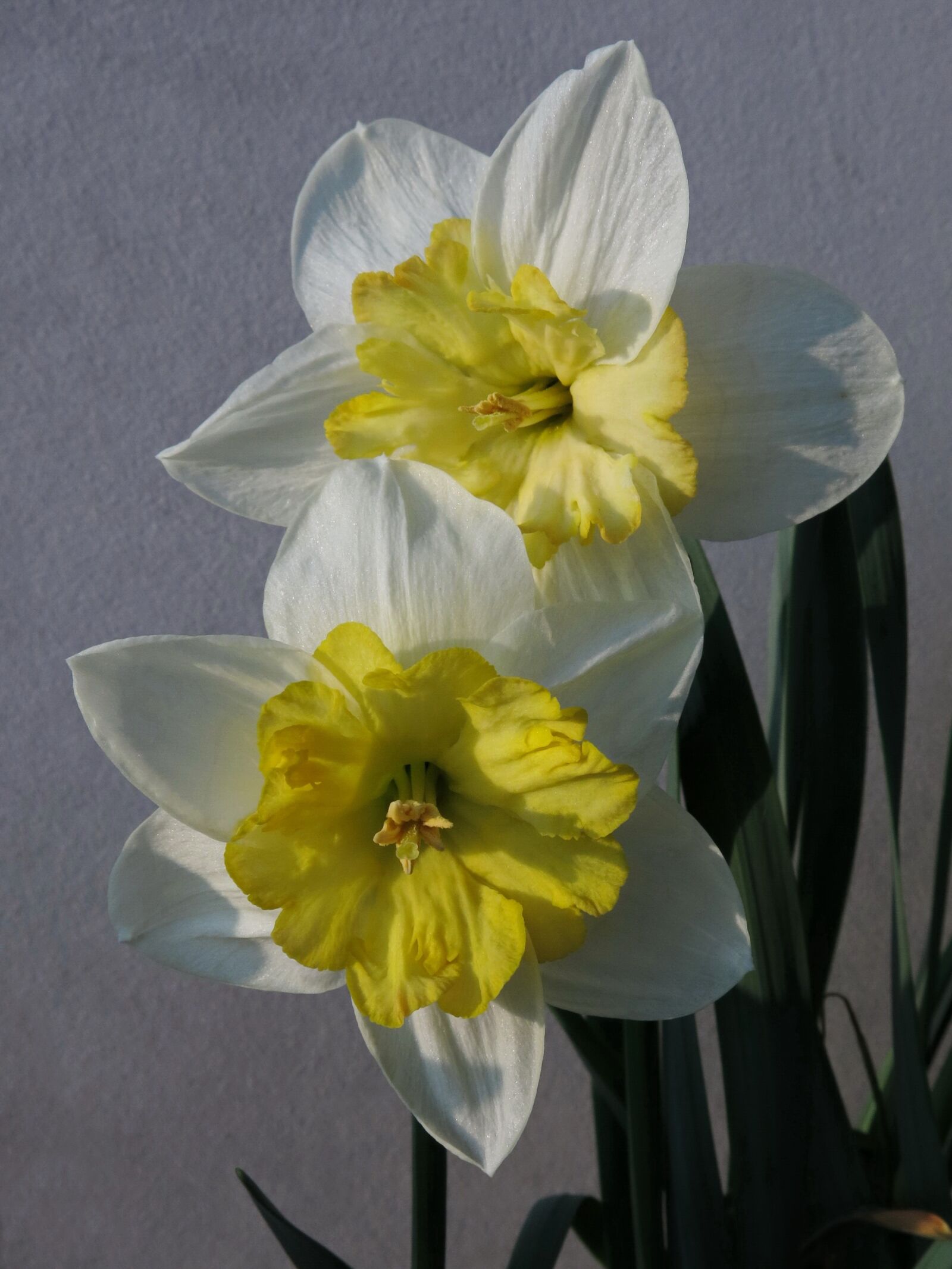 Canon PowerShot G15 sample photo. Narcissus, daffodil, flower photography