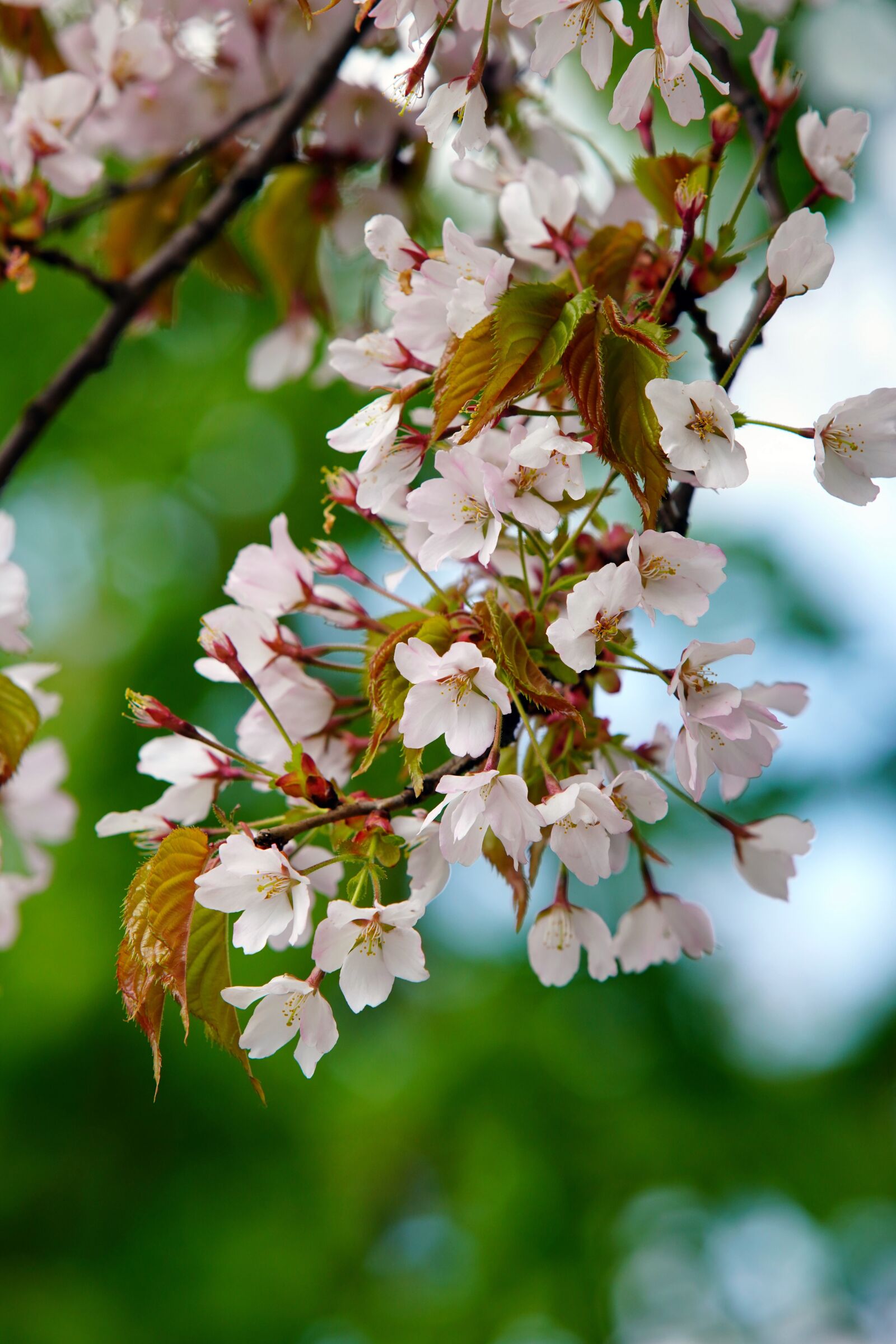 Canon EF 70-200mm F2.8L USM sample photo. Flower, spring, cherry blossoms photography