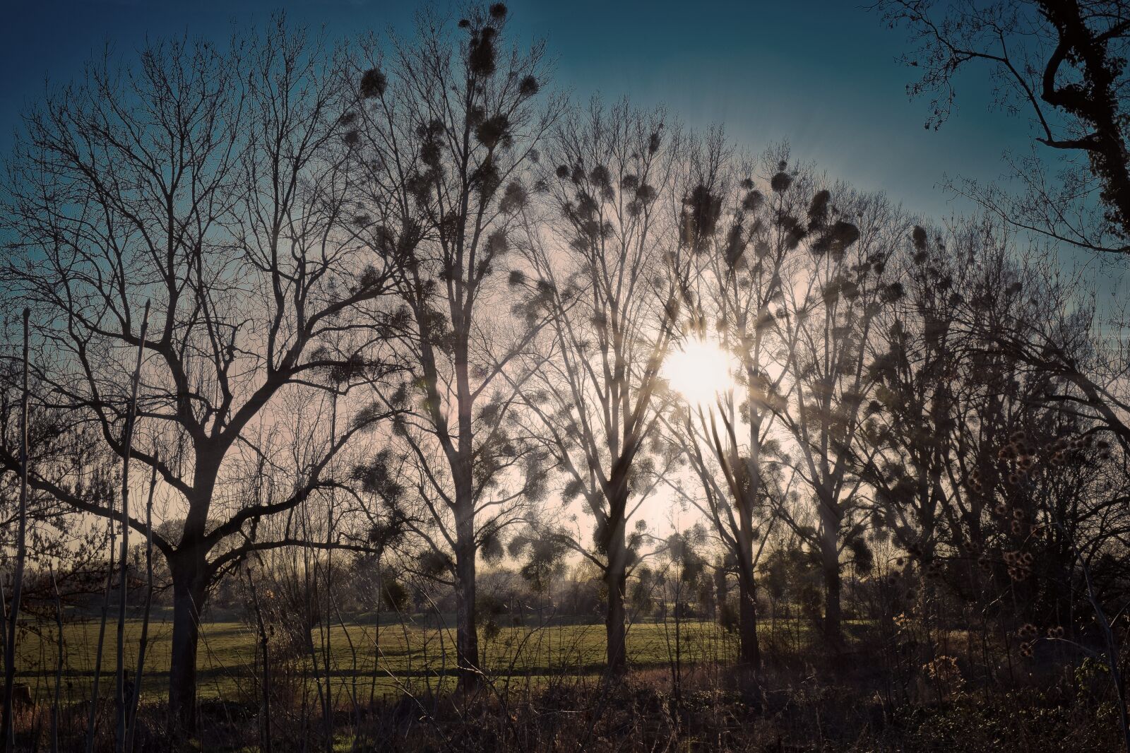 Nikon D3300 sample photo. Landscape, trees, nature photography