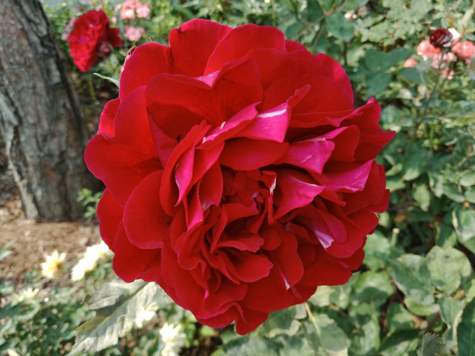 OPPO A83(2018) sample photo. Red rose, flower, summer photography