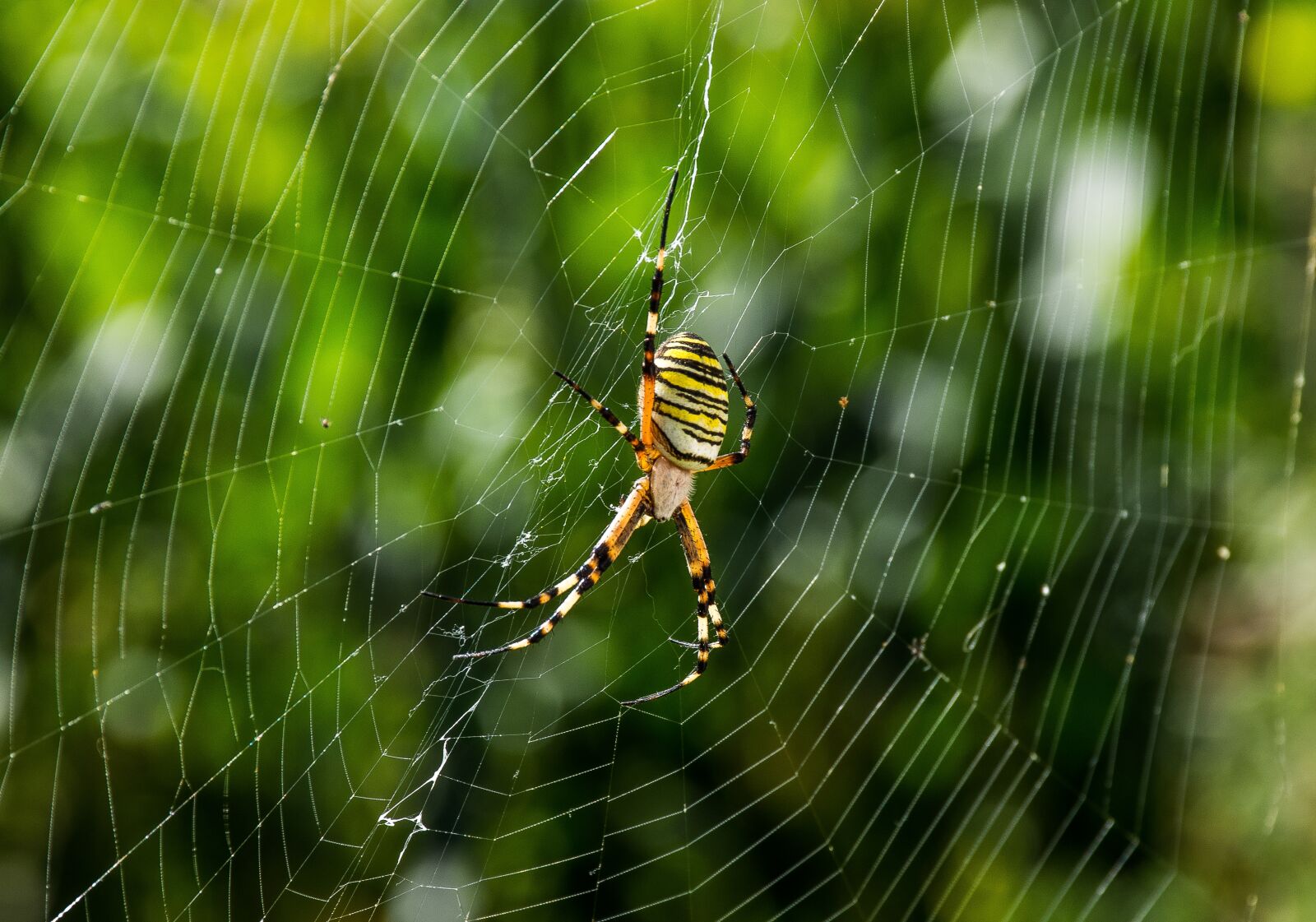 Nikon D7200 sample photo. Spider, animals, web photography