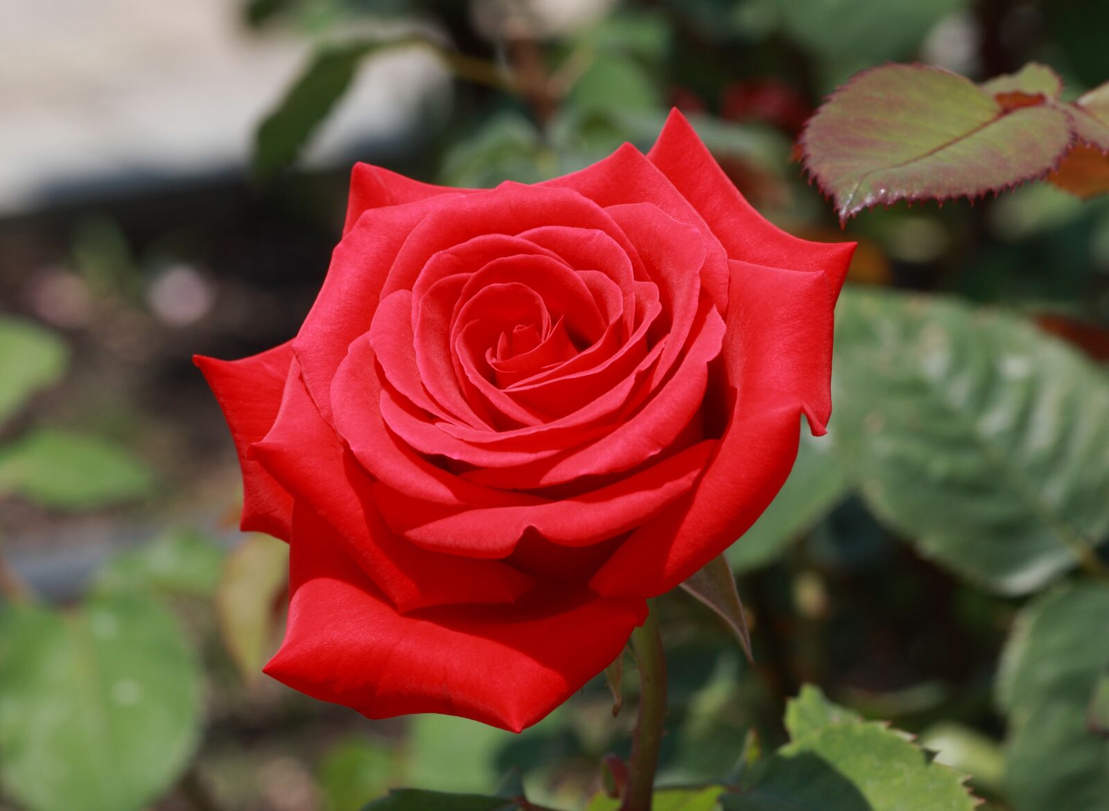 Canon EOS-1D Mark III sample photo. Rose, red, flower photography