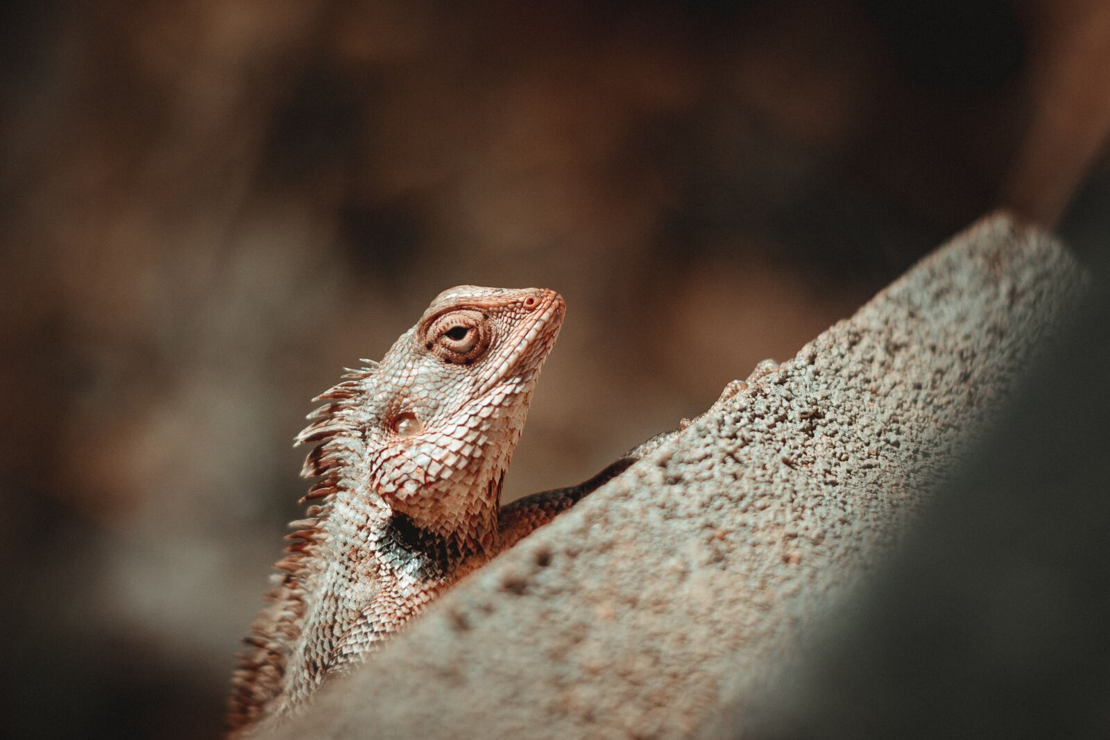 Canon EOS 70D sample photo. Chameleon, lizard, eye photography