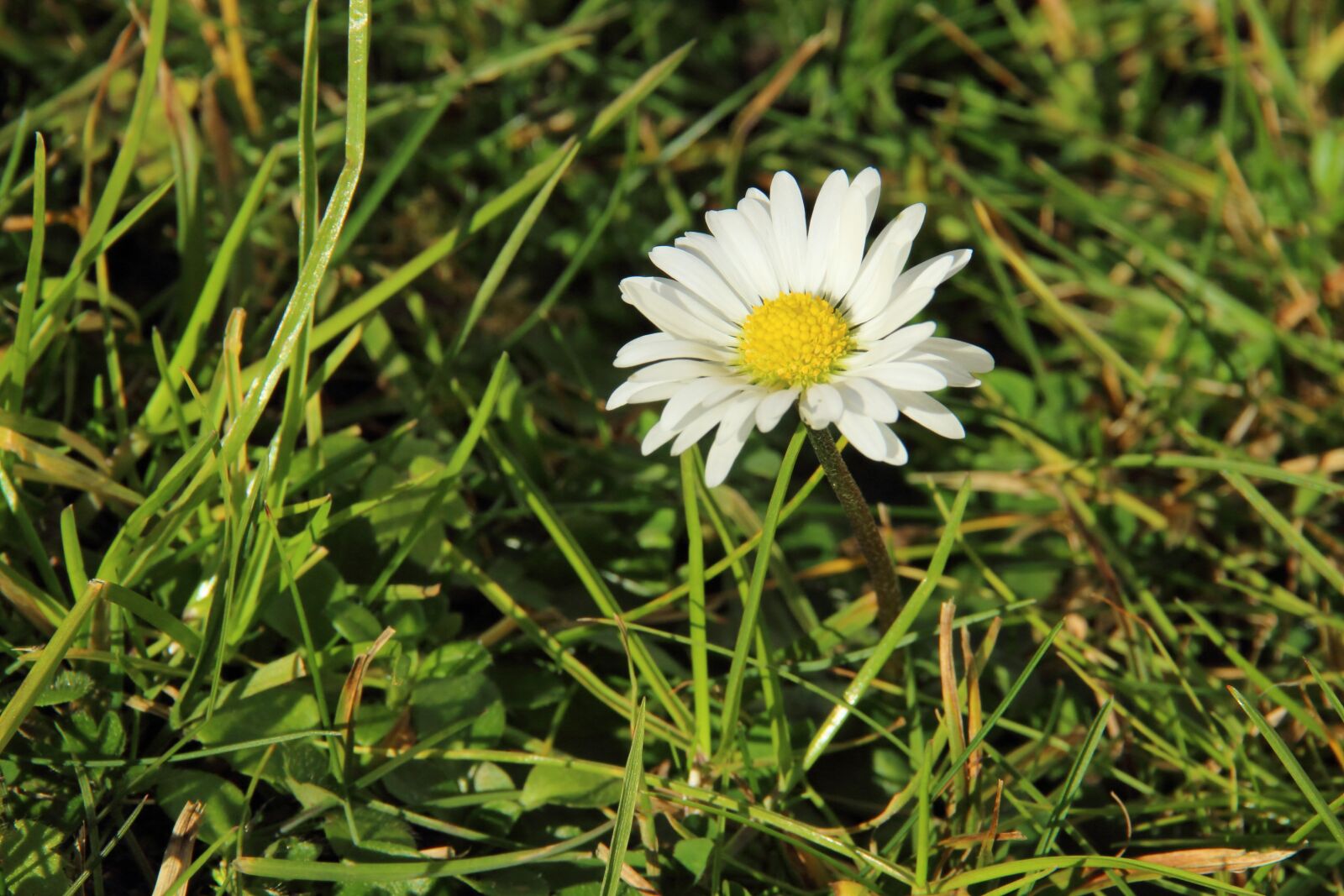 Canon EOS 600D (Rebel EOS T3i / EOS Kiss X5) sample photo. Daisy, meadow, flower photography