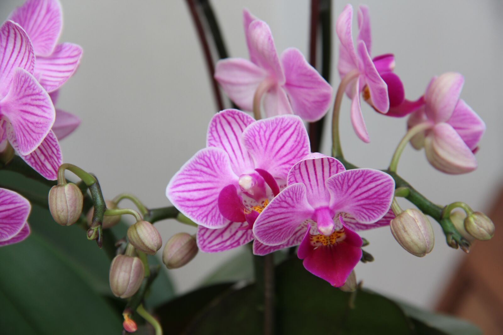 Canon EOS 600D (Rebel EOS T3i / EOS Kiss X5) sample photo. Orchids, flower, pink photography