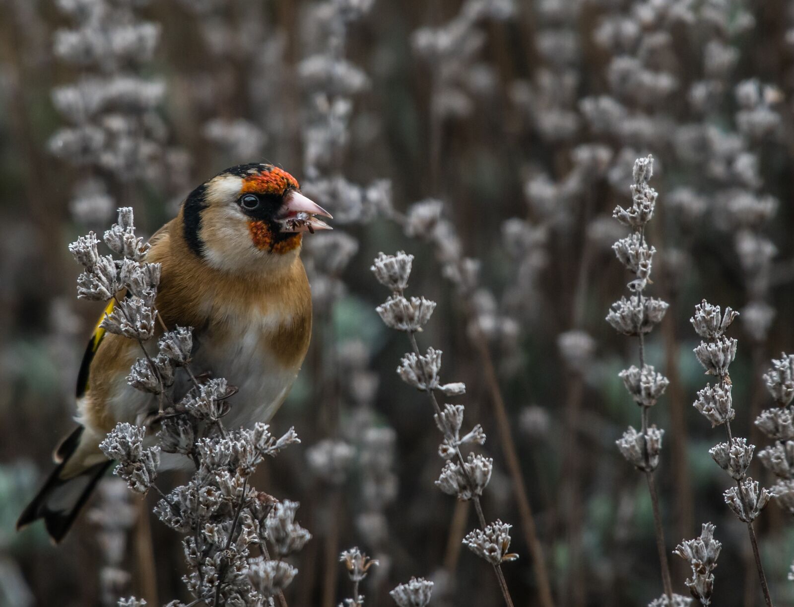 Nikon D500 sample photo. Bird, goldfinch, lilac photography
