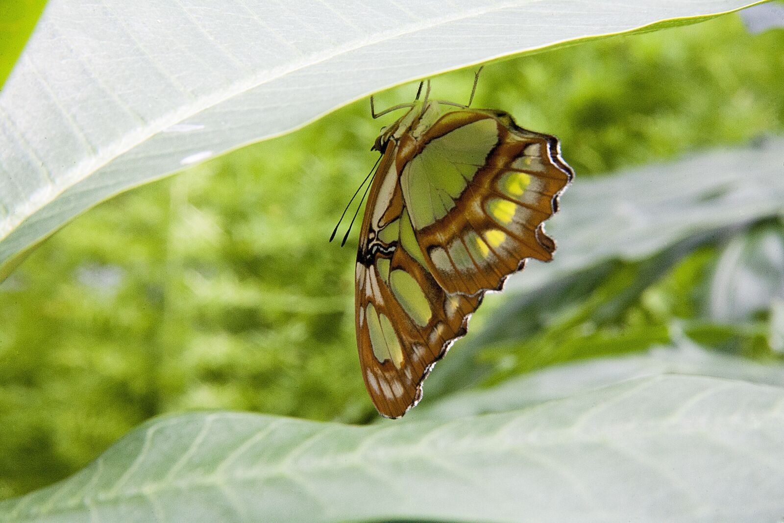 Canon EOS 5D + Canon EF 28-200mm F3.5-5.6 USM sample photo. Butterfly, leaf, nature photography